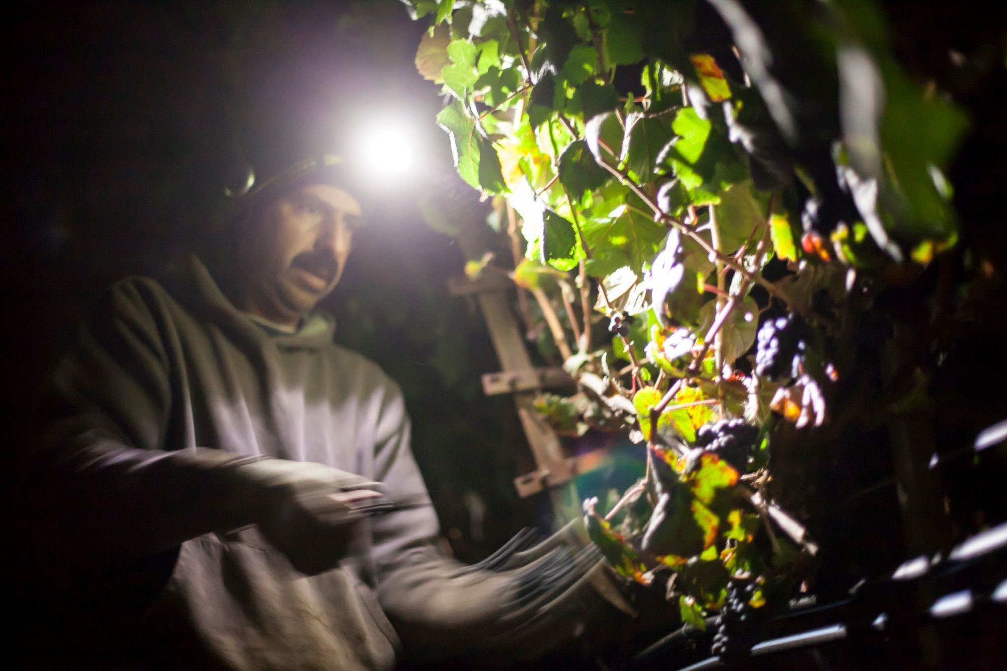 A person wearing a headlamp working at night among green grapevine leaves.
