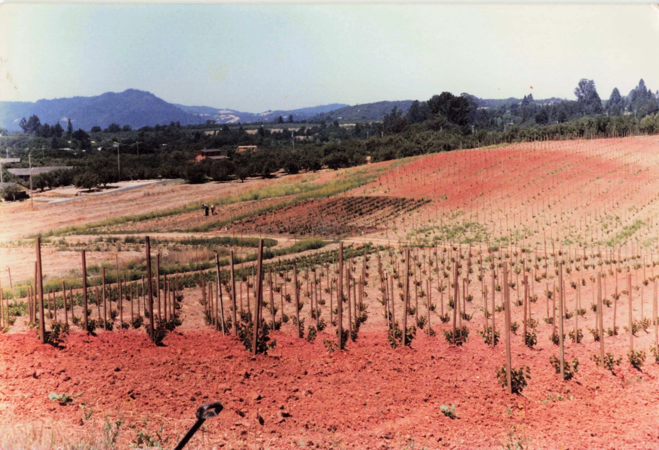 A vast agricultural field with rows of small plants supported by wooden stakes, set against a backdrop of rolling hills and mountains under a clear sky.