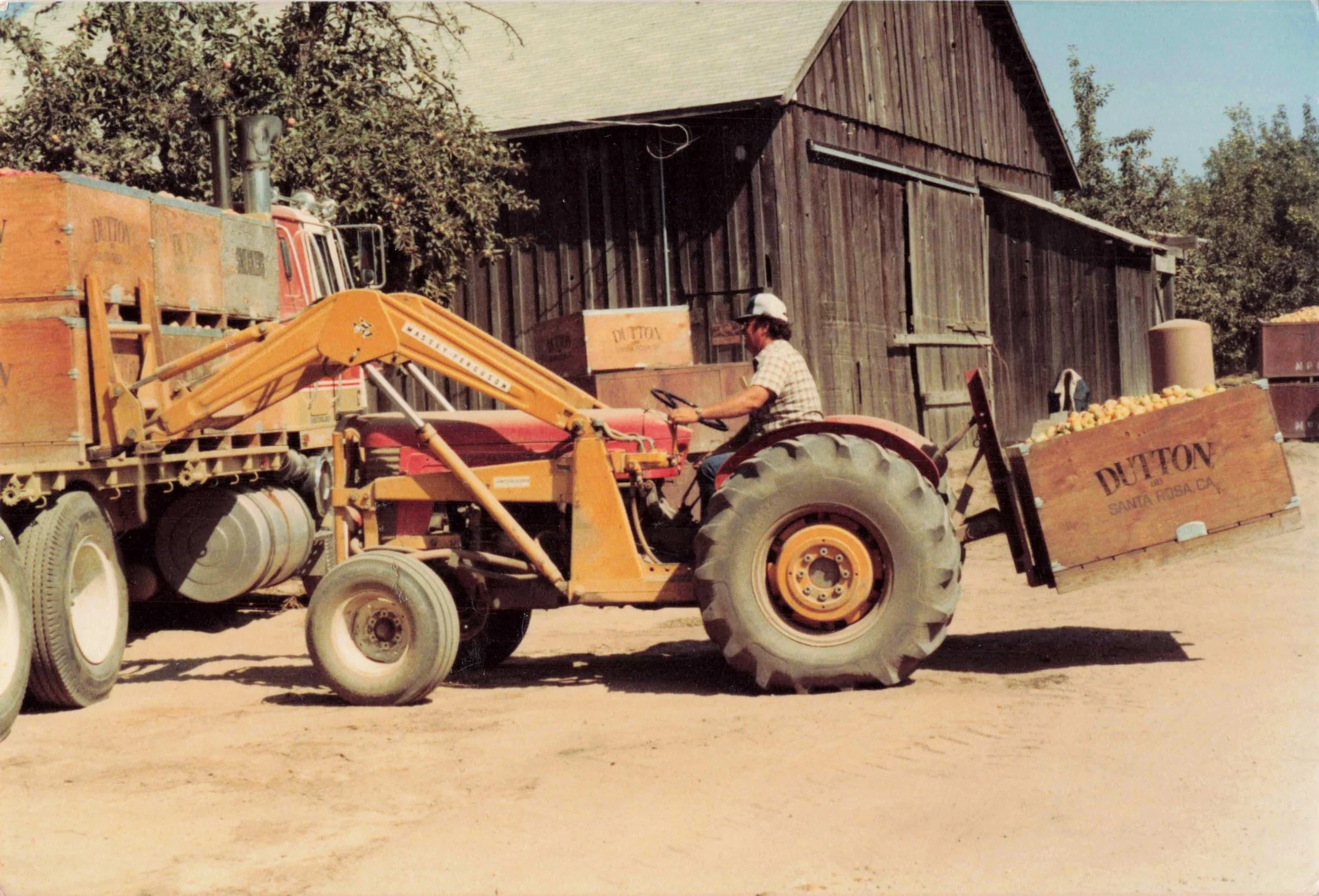 A man driving a red tractor pulling a wagon filled with apples in front of a wooden barn, with trees in the background.