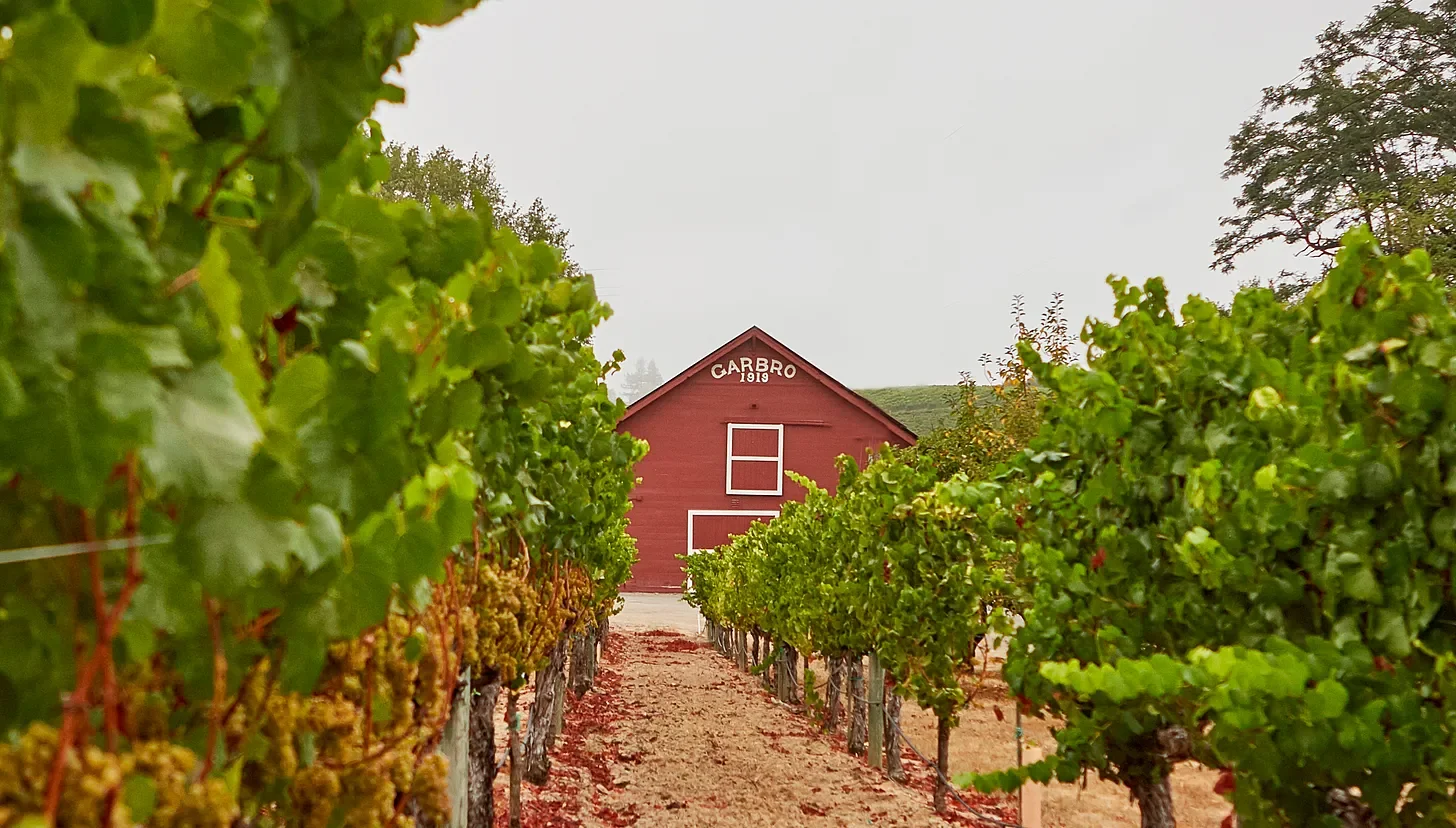 Vineyard rows leading to a red barn with 'GABRO 1919' on the front, under a misty sky.