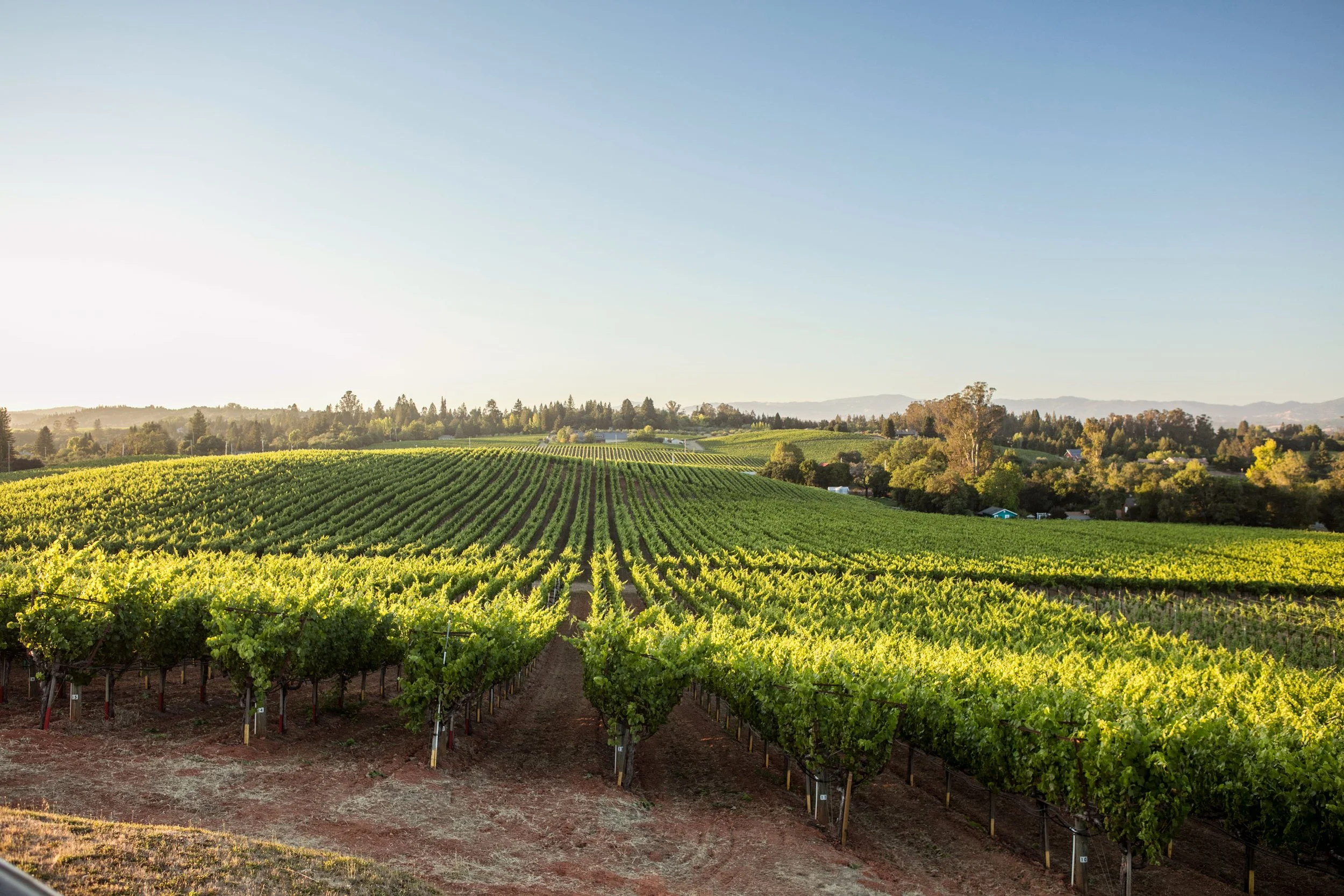 Vineyard with rows of grapevines, surrounded by trees and hills under a clear blue sky in the late afternoon or early evening.