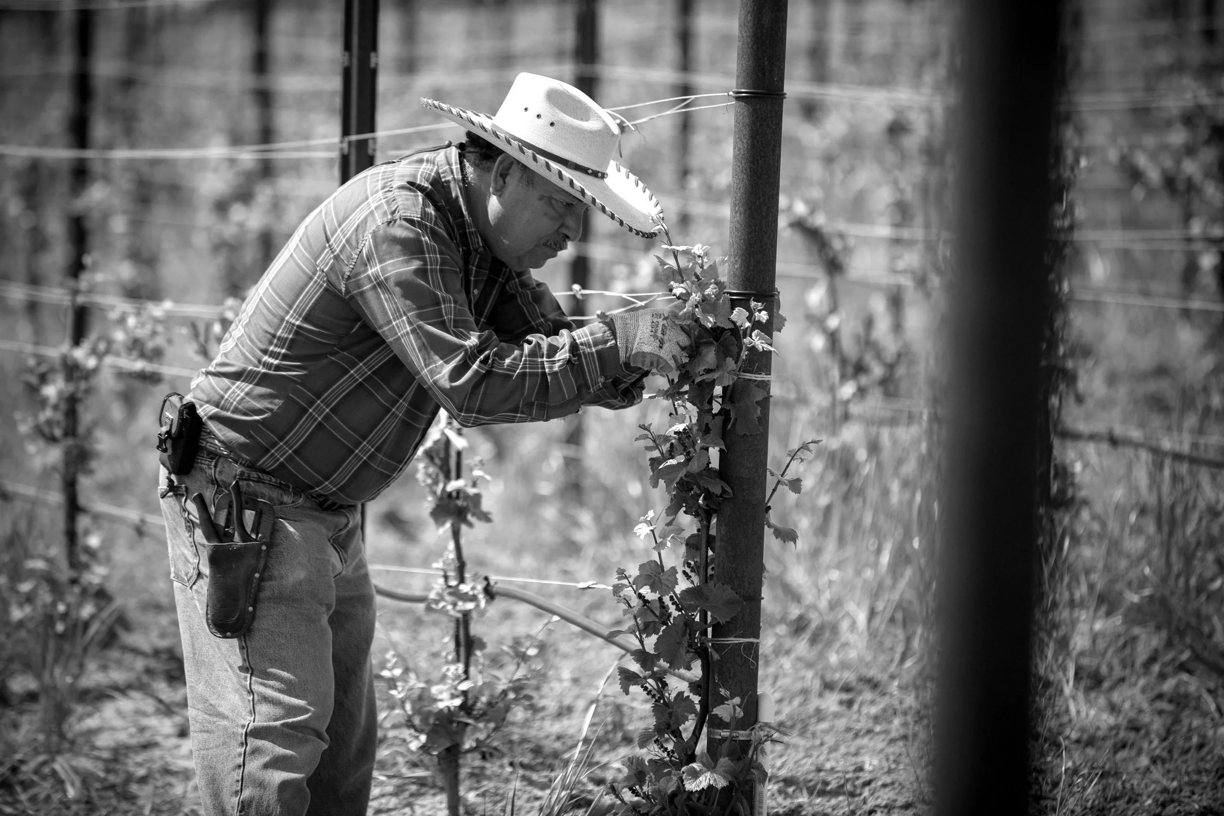 A man wearing a cowboy hat, plaid shirt, and gloves working in a vineyard, tending to grapevines supported by a stake. The background shows more grapevines and blurred vineyard scenery.