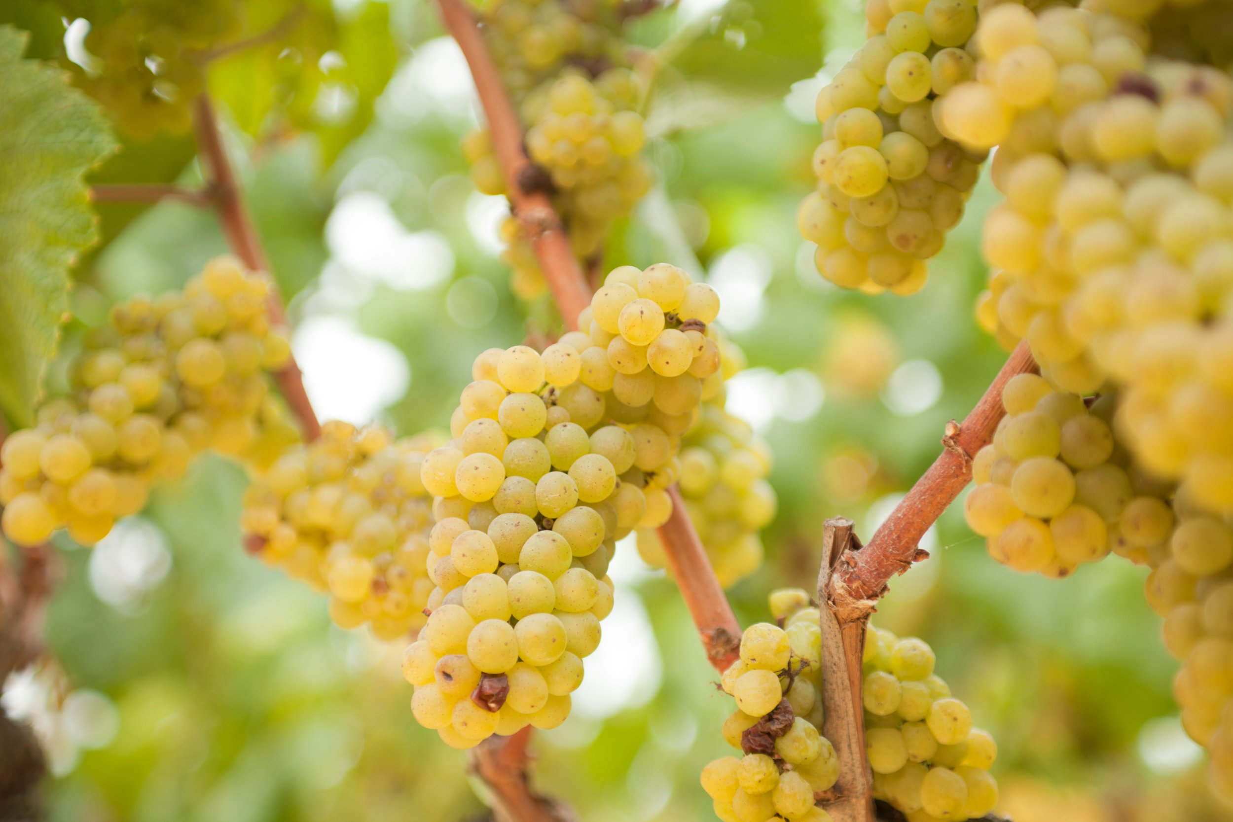 Close-up of grape bunches hanging on a vine with green leaves in the background.
