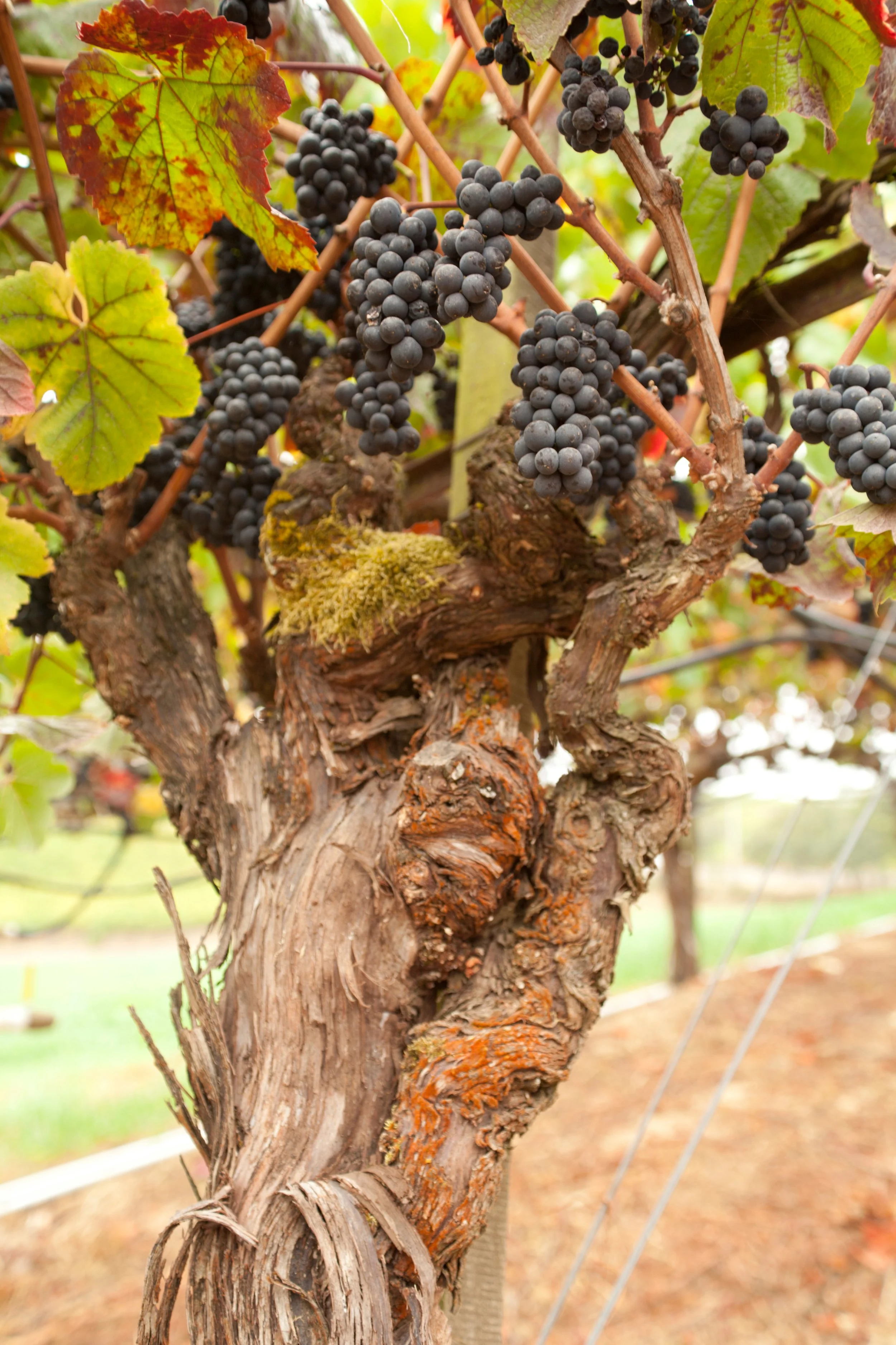 Close-up of a grapevine trunk with dark purple grapes hanging from the vine and green and yellow leaves, some with reddish edges, in a vineyard setting.