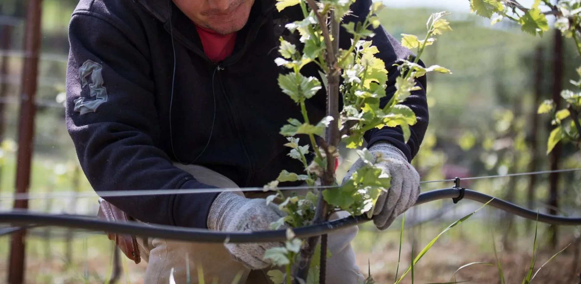 A person in gloves pruning a grapevine in a vineyard.