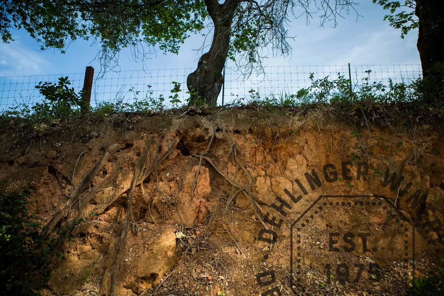 Eroded hillside with visible roots and a partial sign reading 'Dreihlinger W' and 'Est 198?'. A tree with green leaves is on top, suggesting a rural or natural area.