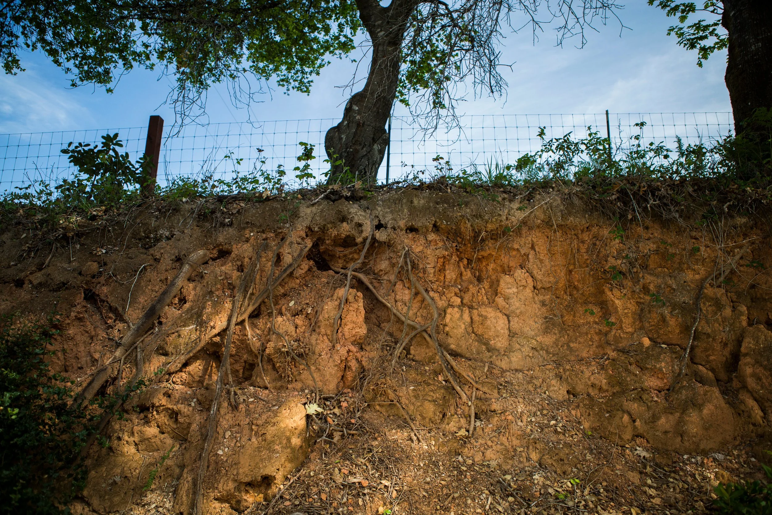 View of exposed soil and roots underneath a tree with green leaves in a natural outdoor setting.