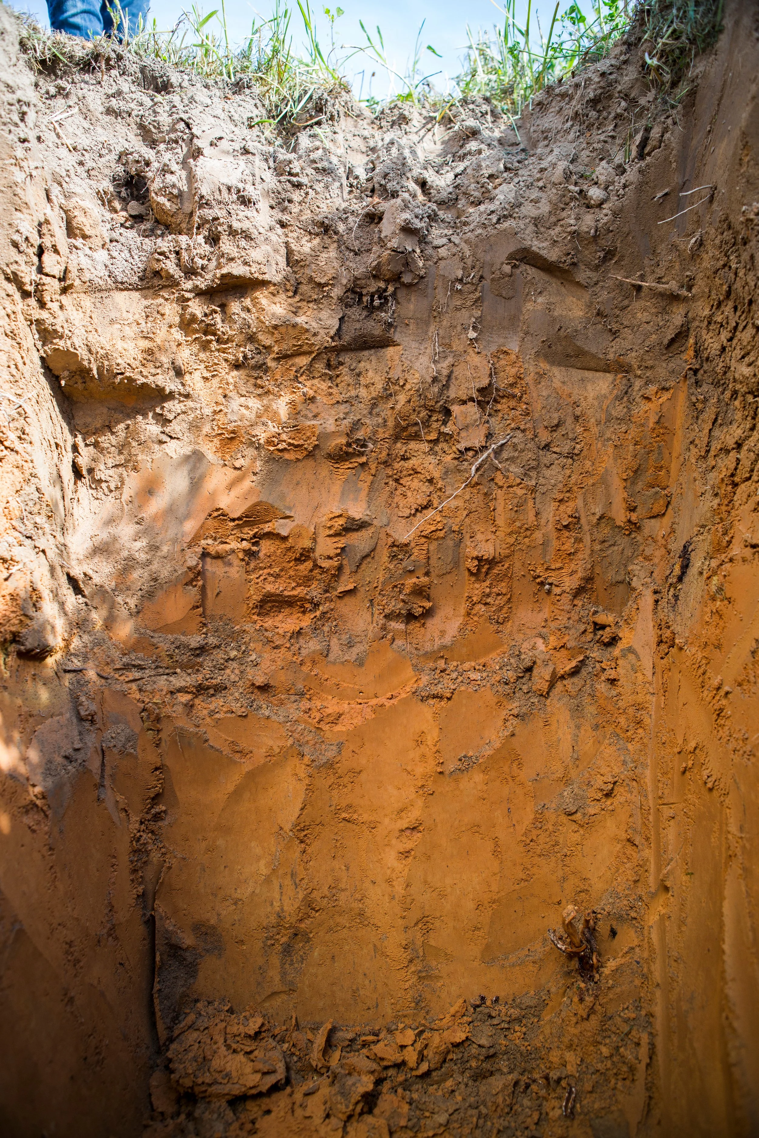Close-up of an excavated soil profile showing layers and soil structure.