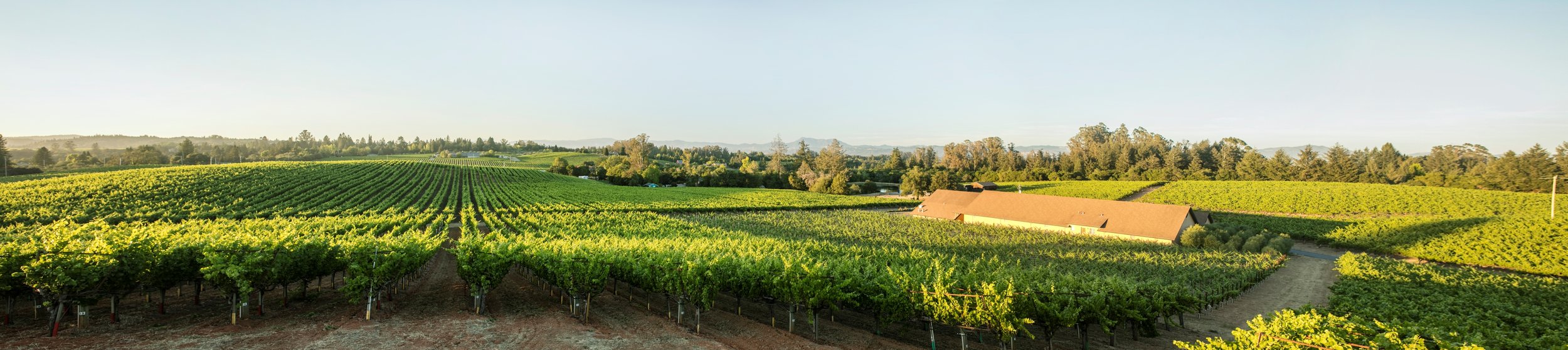 Vineyard fields with green grapevines, a building with a reddish roof, and trees on the horizon under a clear sky.