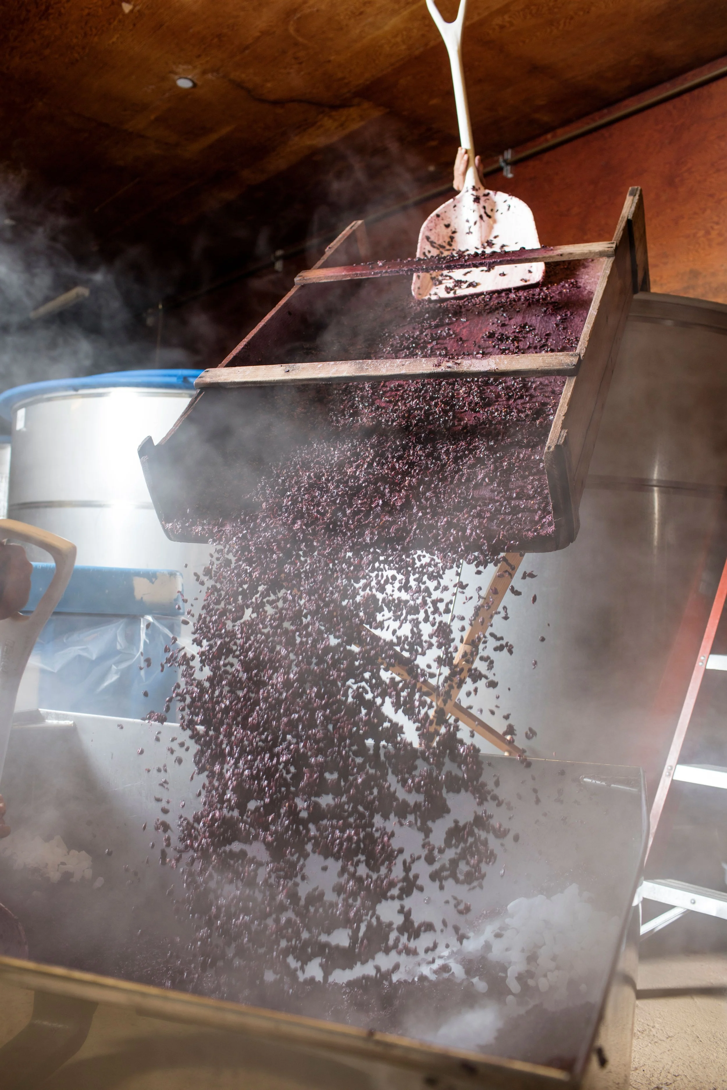 Red grapes are being crushed in a wooden press to make wine, with steam rising from the process.