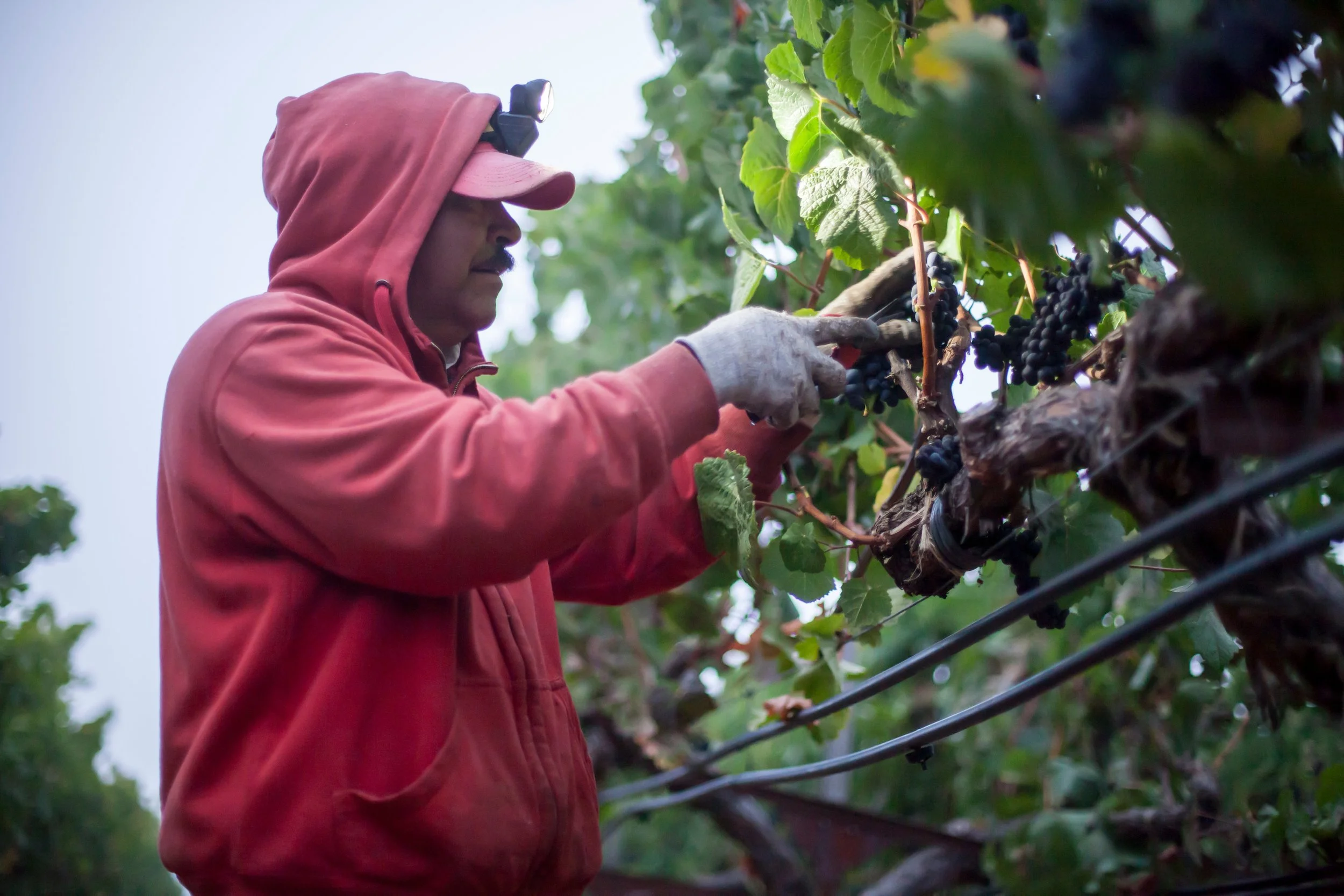 A man wearing a red hoodie and gloves harvesting dark grapes from a vineyard.