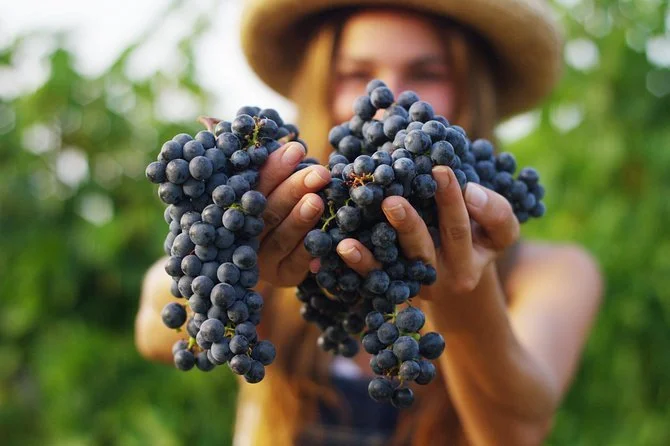LODI WINE TOUR