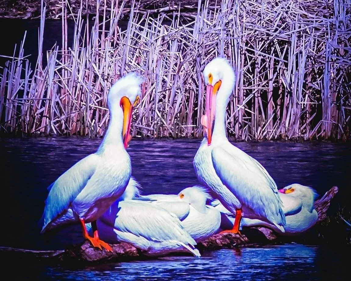 A group of five white pelicans resting on a log in a body of water with tall dried reeds in the background.