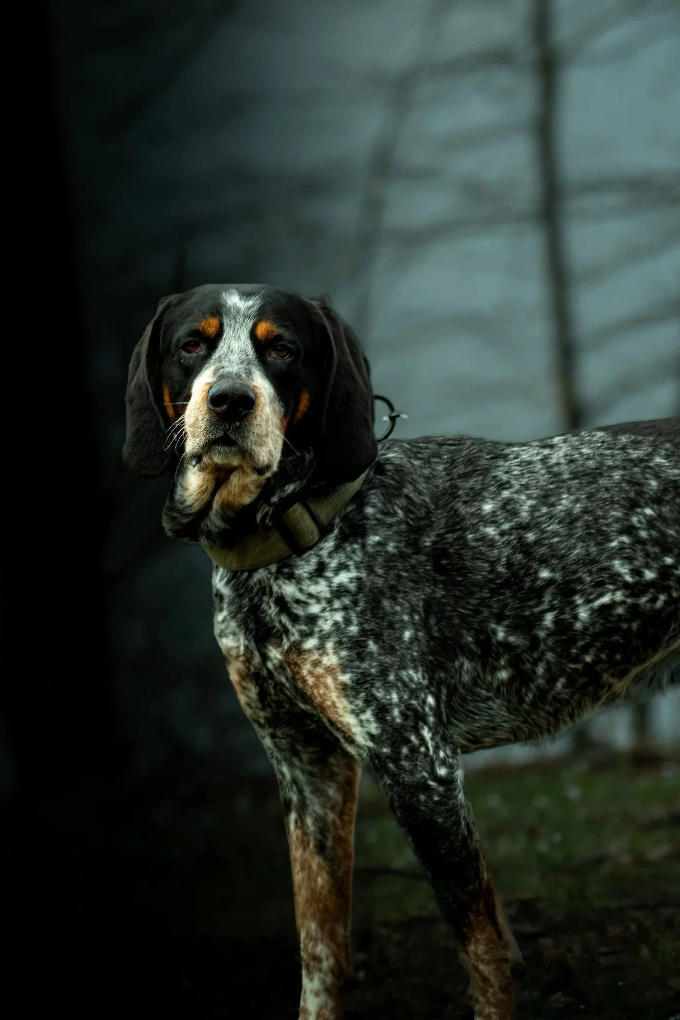 Blue tick Hound. Area 41 Photography's mascot.