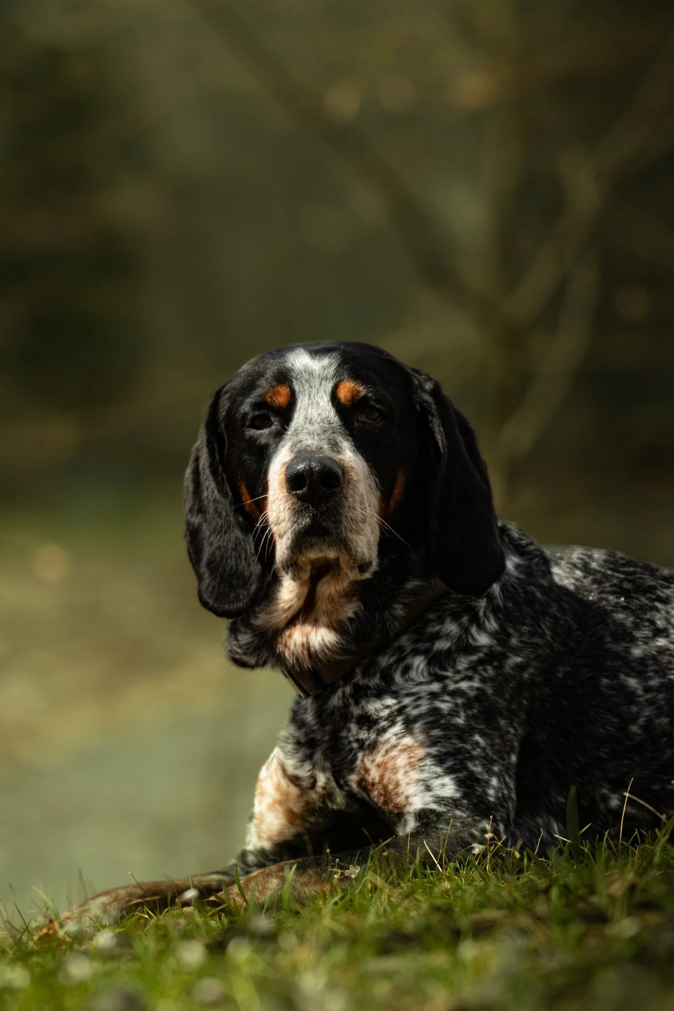 A black and white dog with brown markings on its face lying on grass with a blurred natural background.