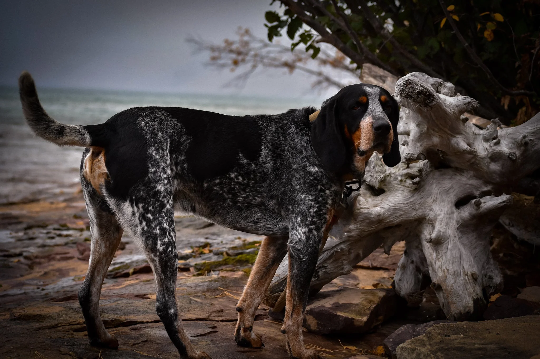 A black and tan mottled dog standing on a rocky beach near a driftwood log with trees and water in the background.