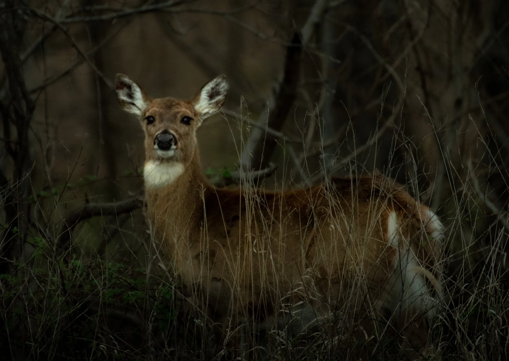 Wildlife in the woods, whitetail deer.