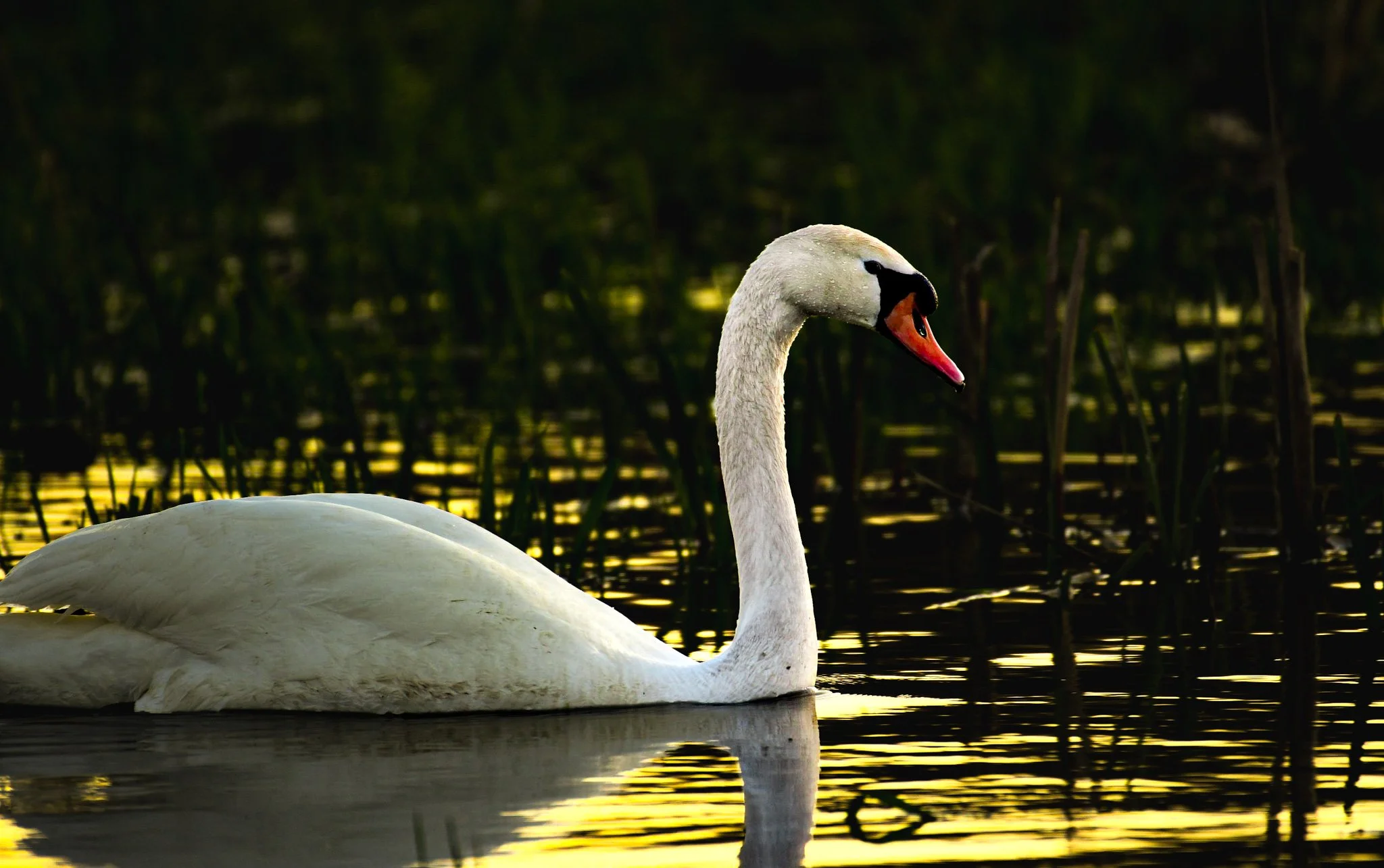 Area 41 photography, Swan in pond, eastern Illinois.