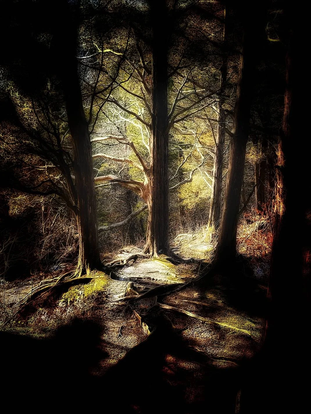 A luminous forest scene featuring tall trees with bare branches, illuminated by soft golden light, with a dark background and textured forest floor.