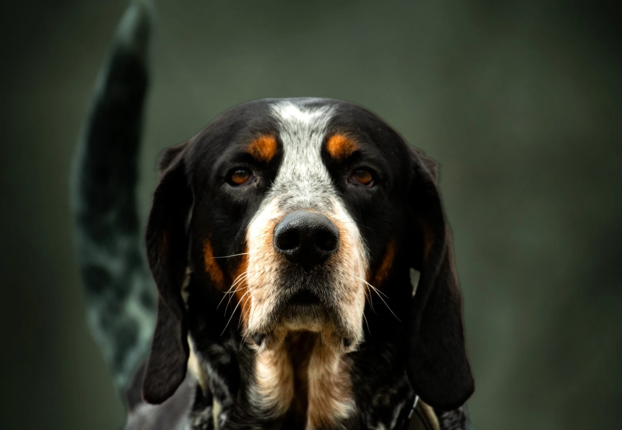 Close-up of a black, white, and brown dog with droopy ears and amber eyes, looking directly at the camera against a dark, blurred background.