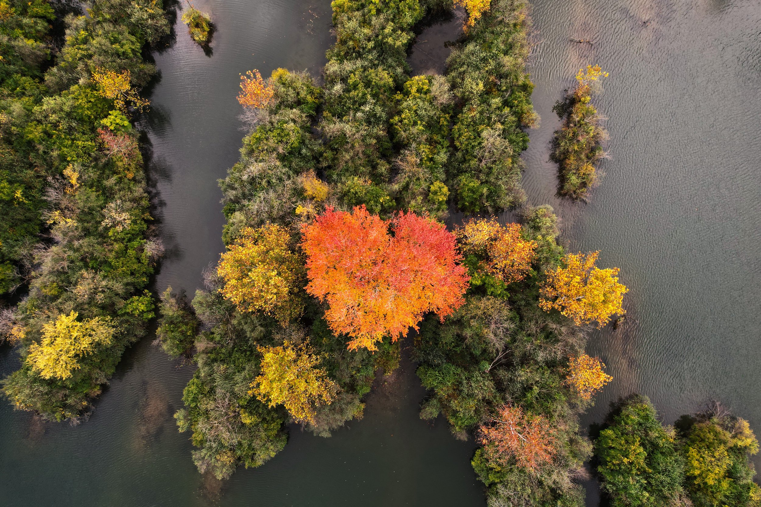 An aerial view of a small island with a large red tree in the center, surrounded by other trees with green, yellow, and orange leaves, and water all around.