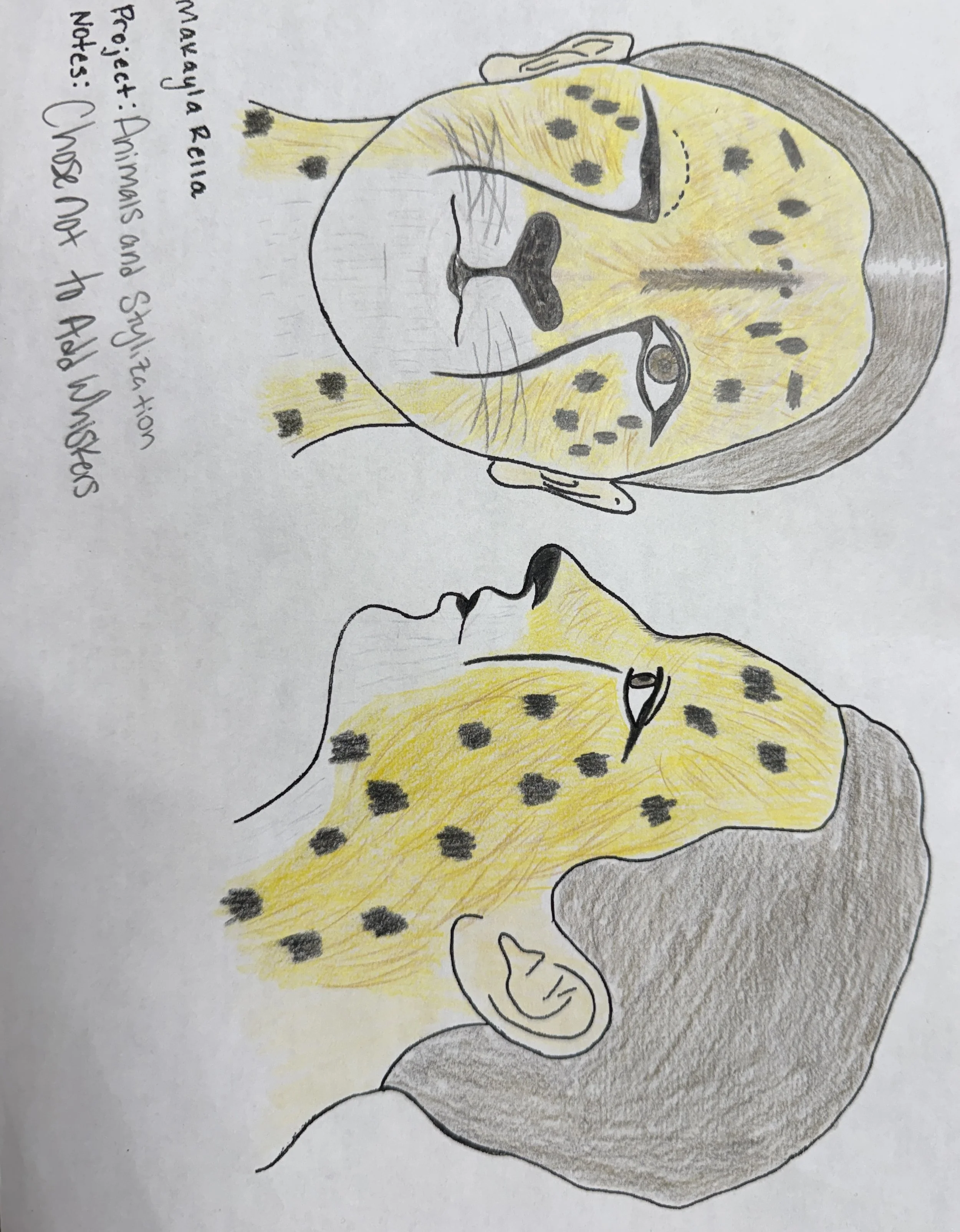 Animal Schematic.jpg