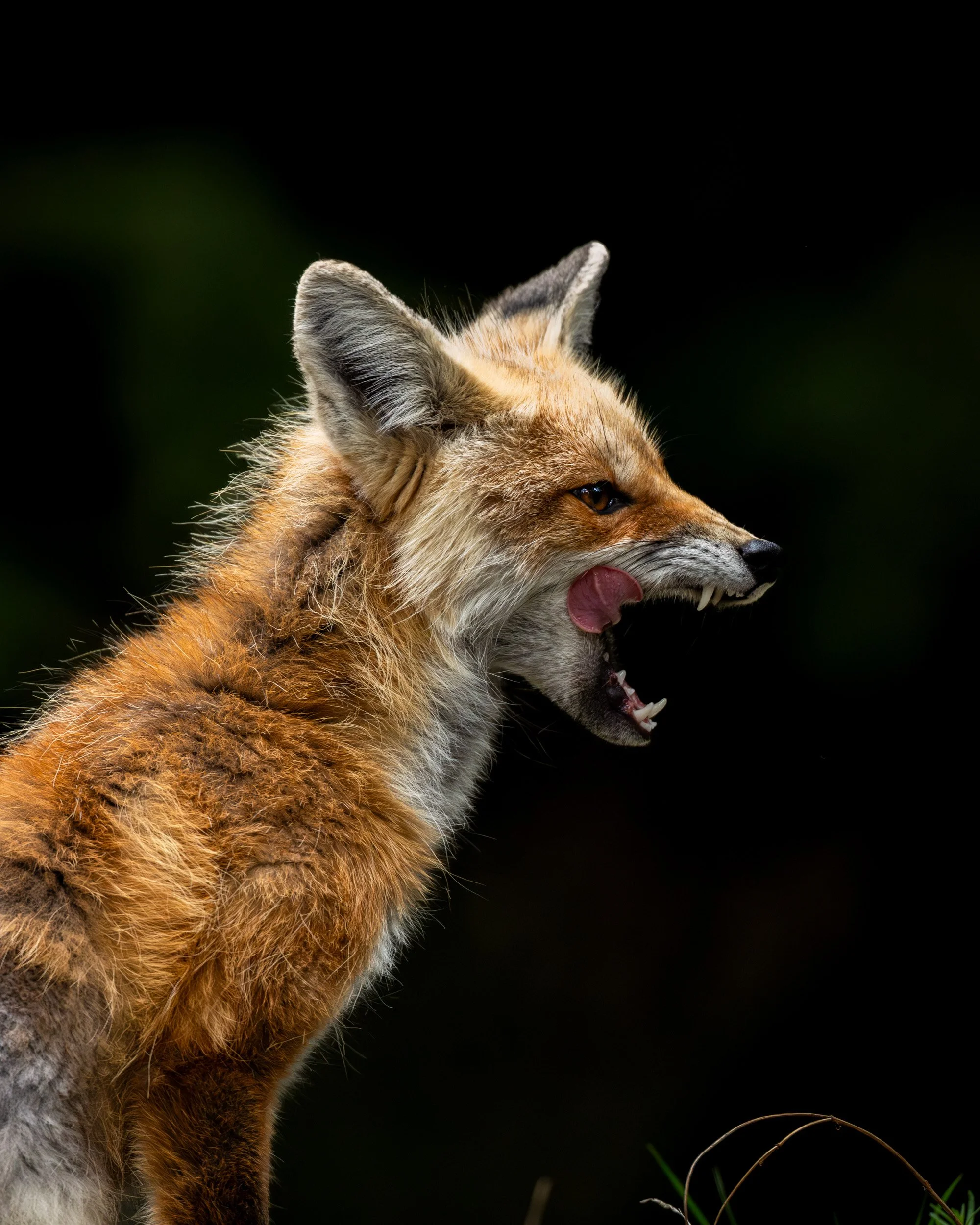 A dramatic vertical close-up of a red fox's profile with its mouth open, licking its lips against a dark background.