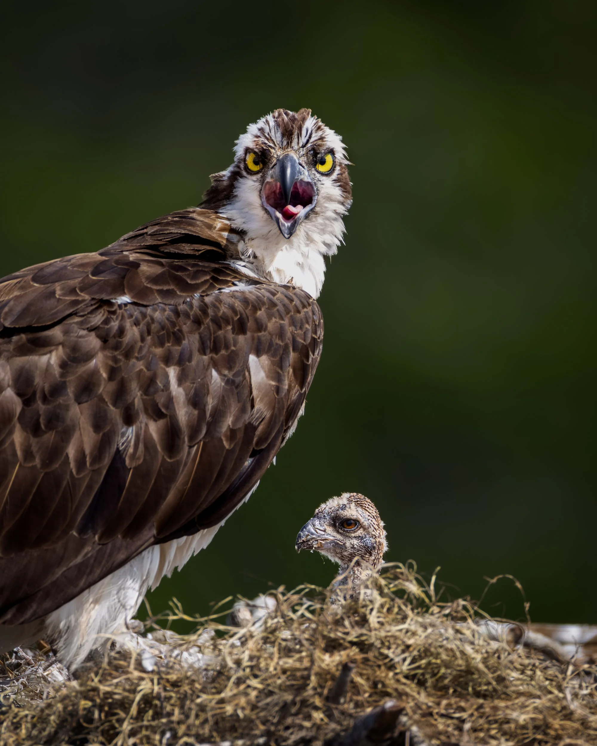 osprey-nest-chick-protecting-florida.jpg