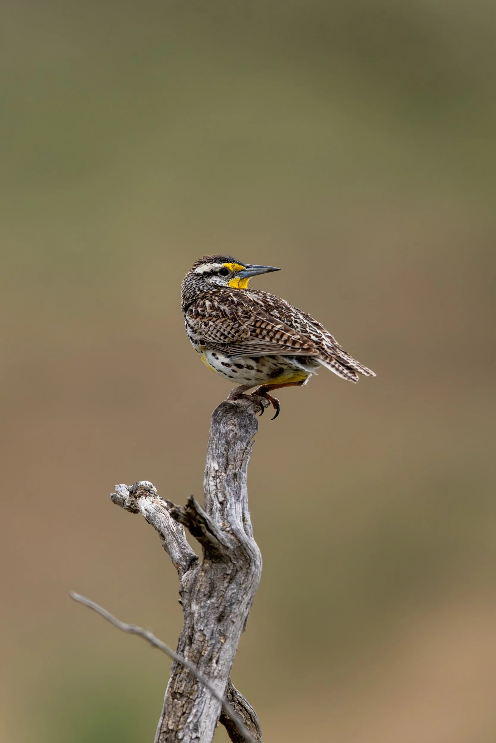 A vertical portrait of a western meadowlark with a bright yellow breast perched atop a weathered wooden branch against a clean, blurred background.