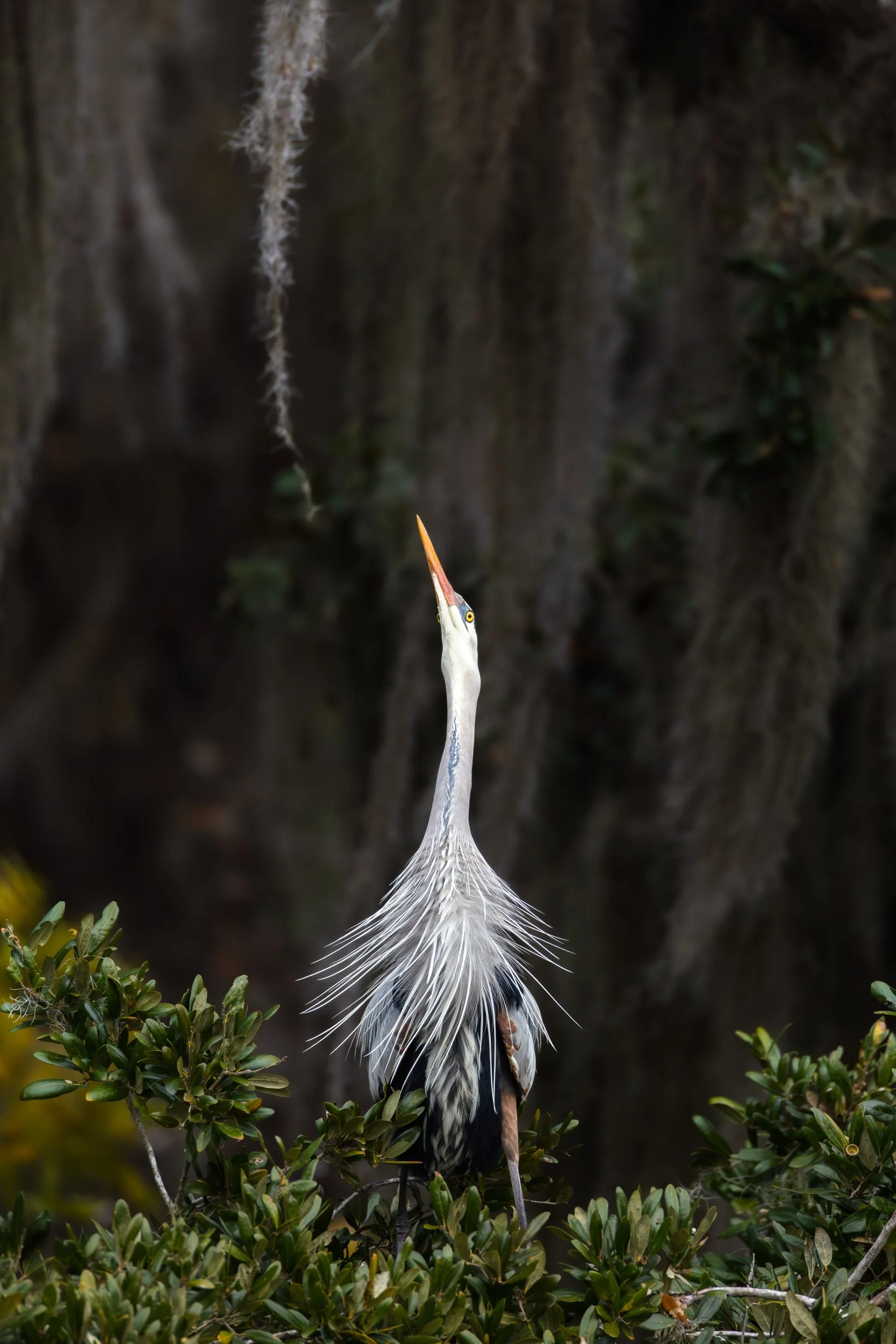 great-egret-displaying-mating-plumage-florida-swamp.jpg