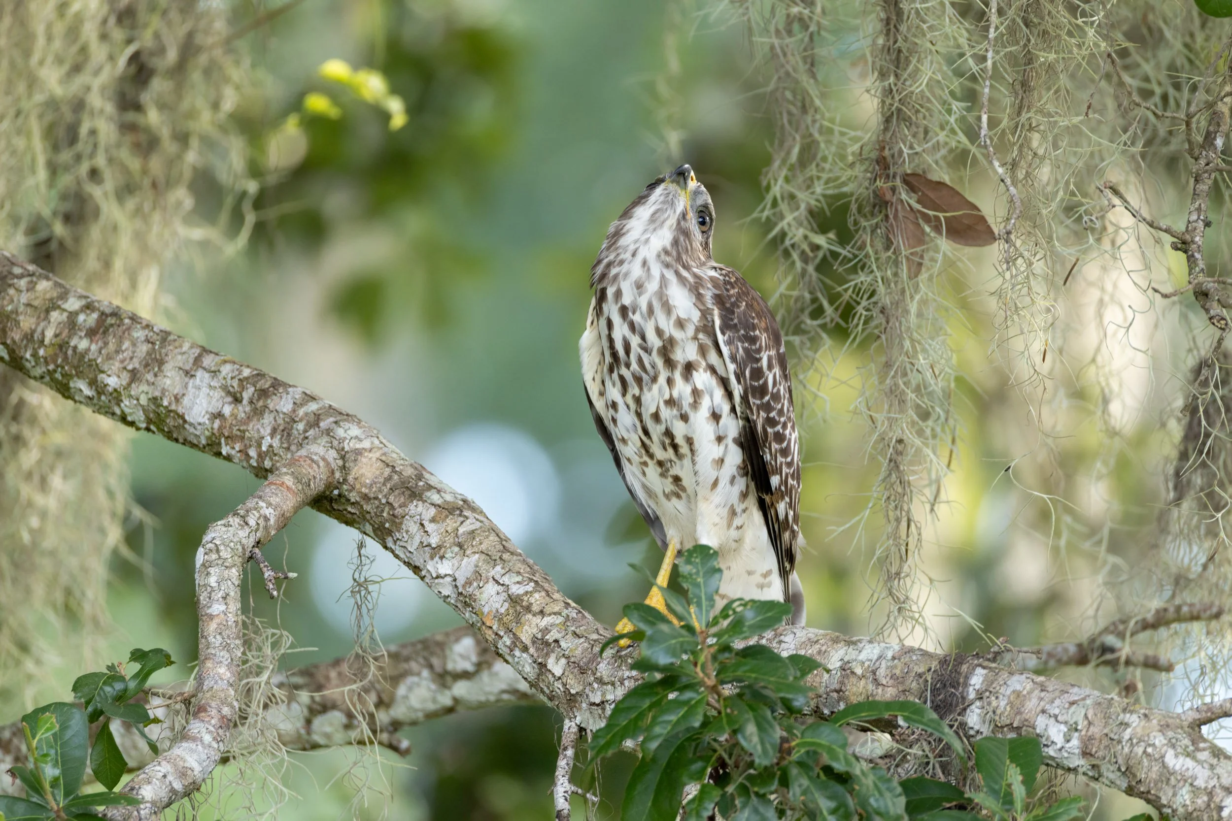 red-shouldered-hawk-perched-cypress-spanish-moss.jpg