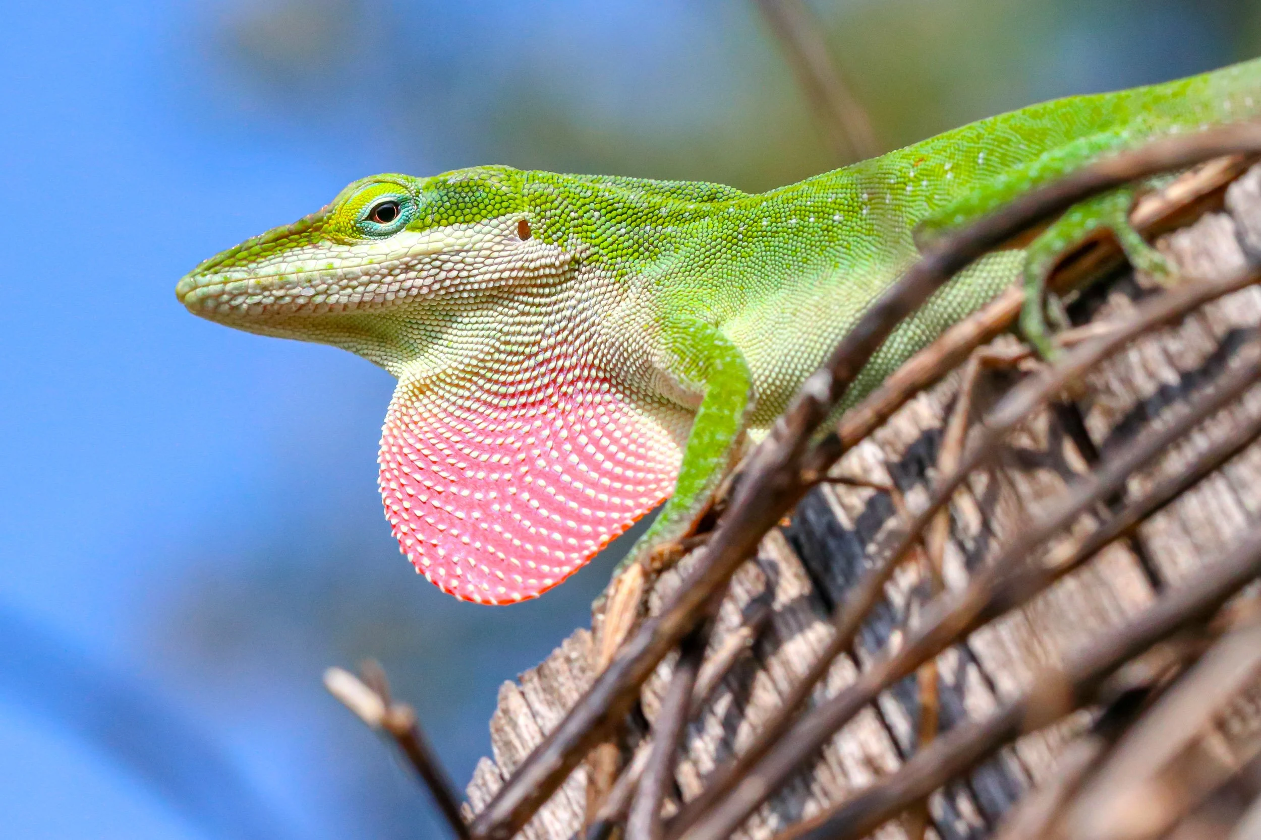 green-anole-lizard-pink-dewlap-display.jpg