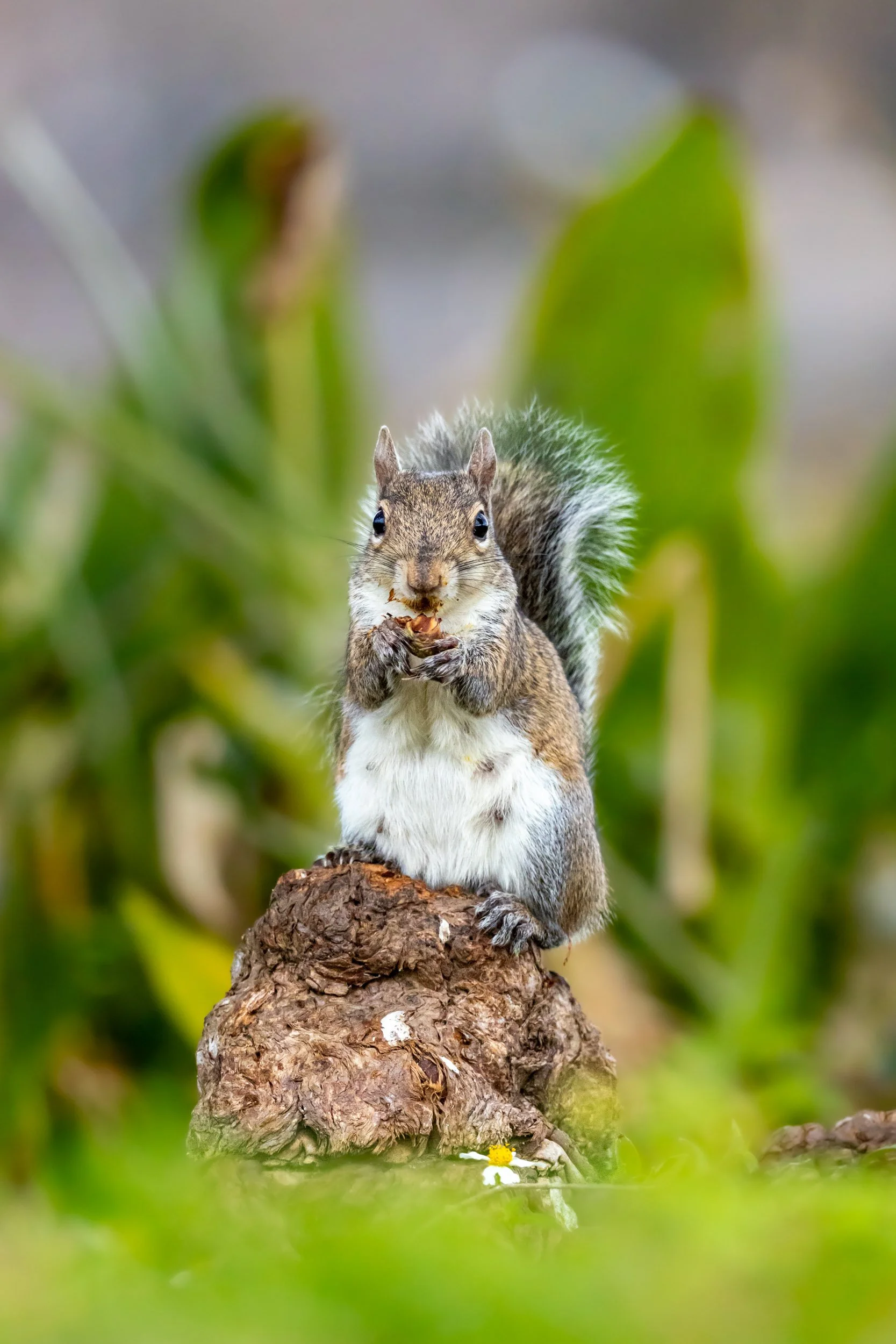 gray-squirrel-eating-on-log-florida-marsh.jpg