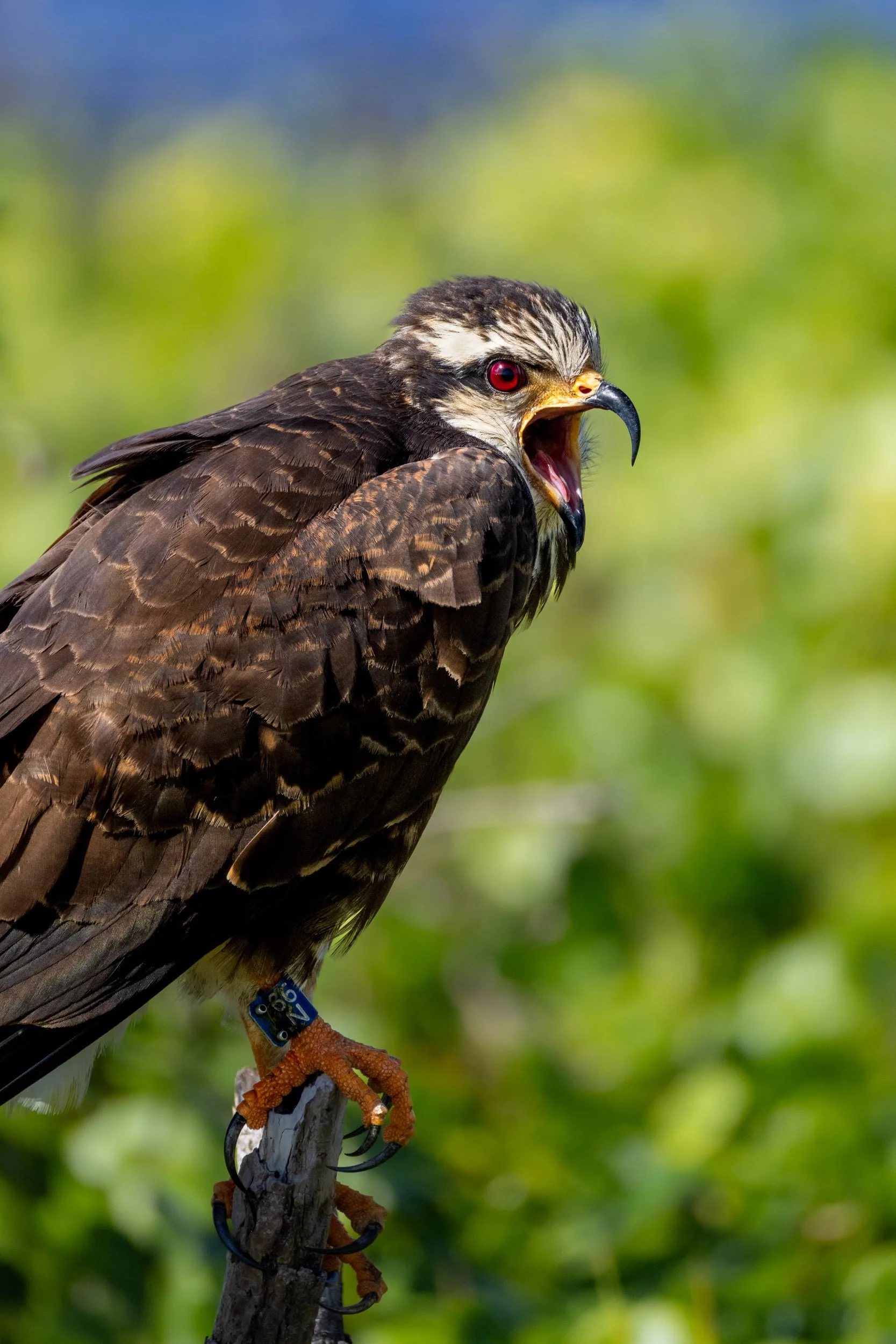 banded-snail-kite-calling-perched-branch-florida.jpg