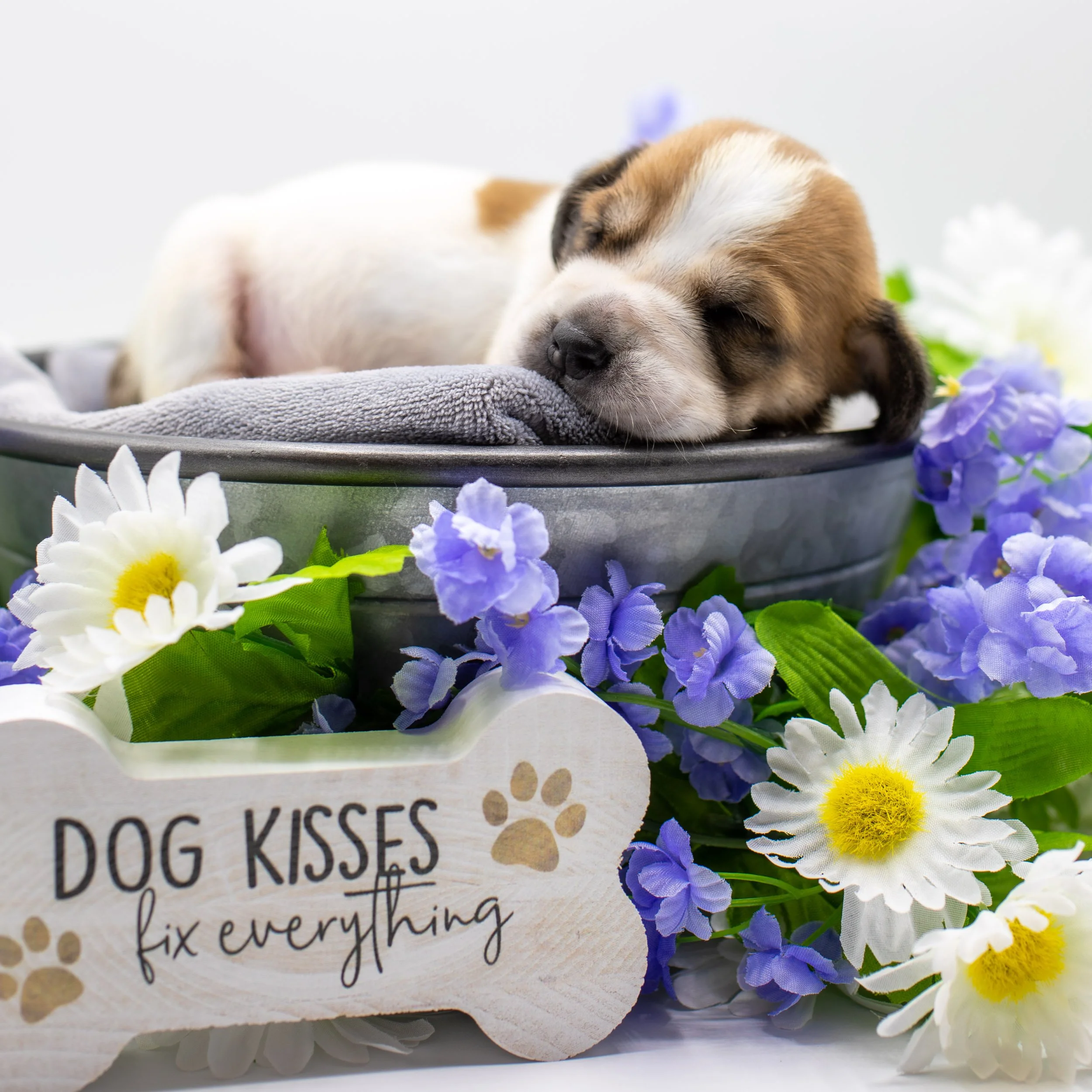 basset-hound-rescue-puppy-sleeping-dog-kisses-sign.jpg