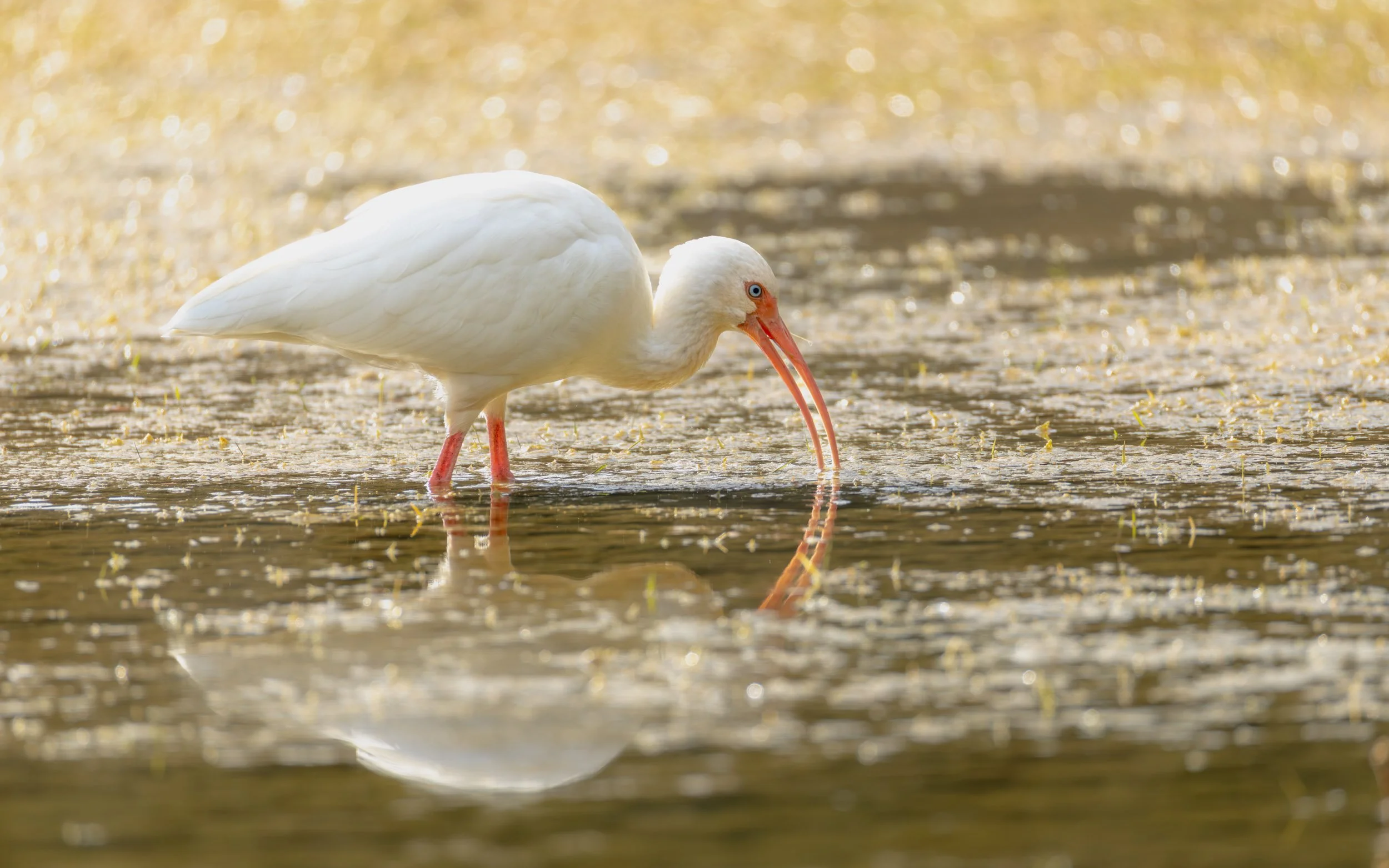 white-ibis-foraging-shallow-wetland-water.jpg