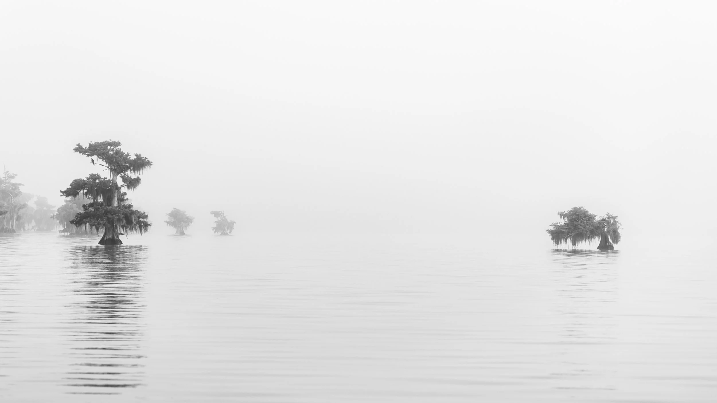minimalist-foggy-lake-cypress-trees-high-key.jpg