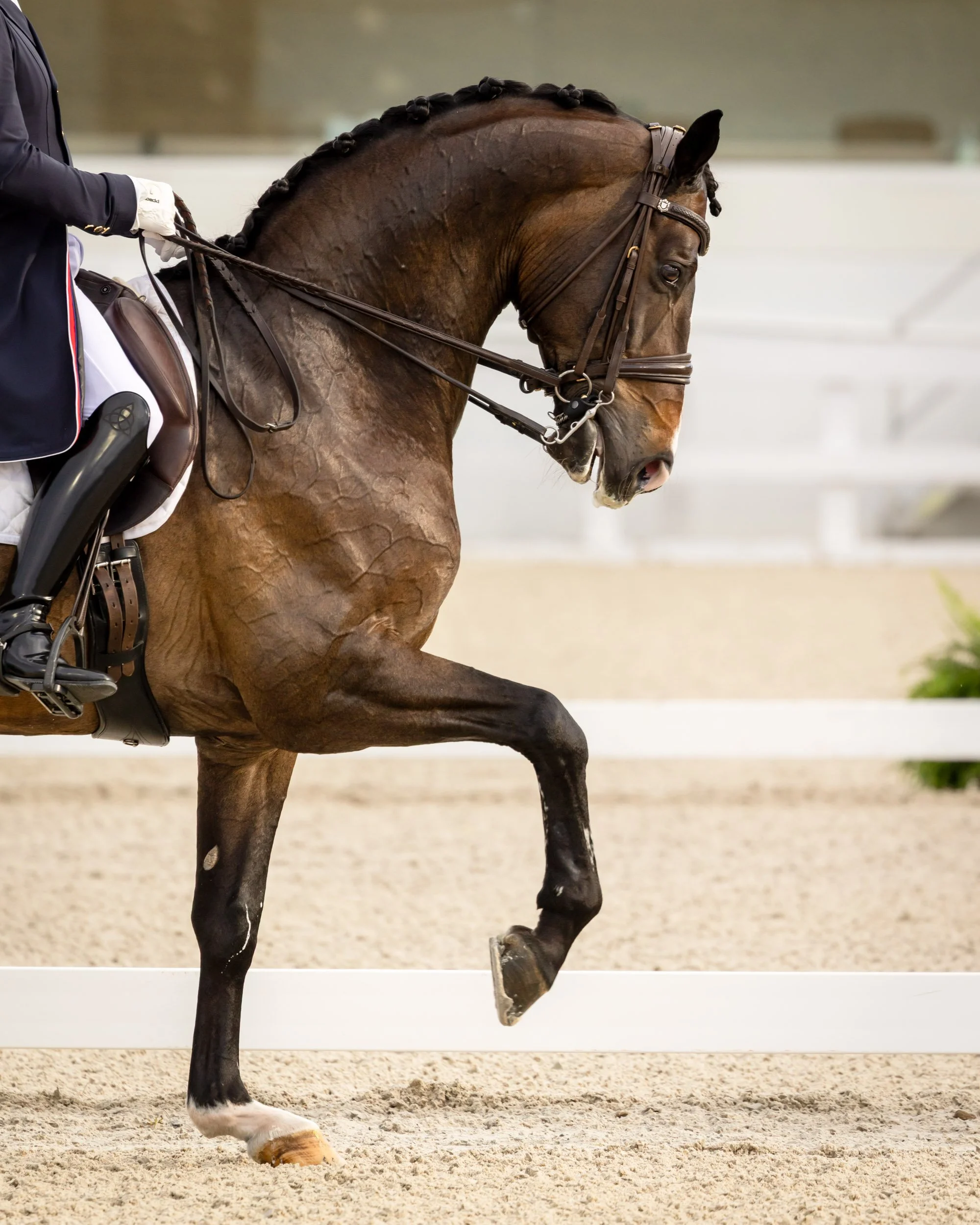equine-athlete-dressage-movement-competition-wec-florida.jpg