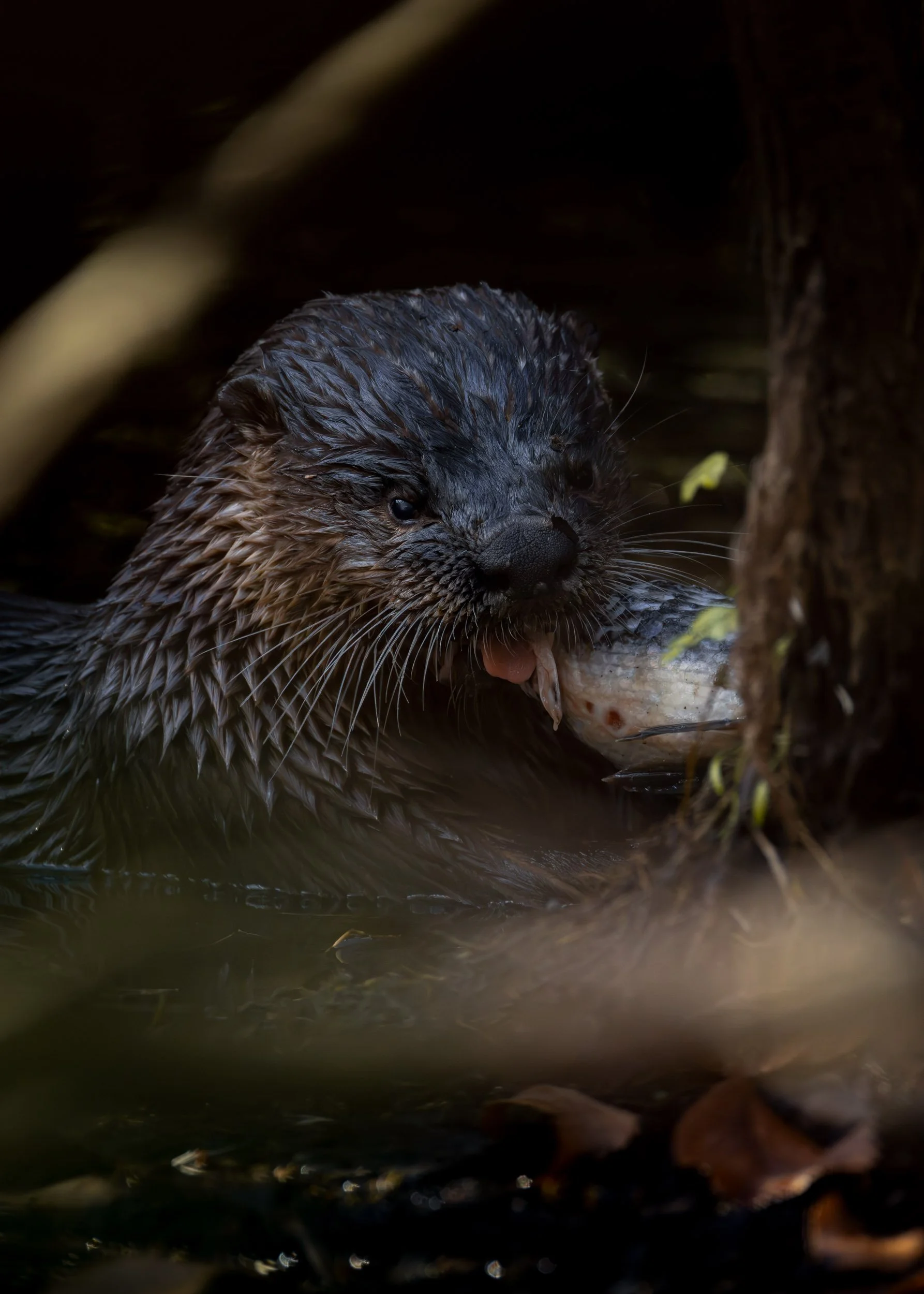 river-otter-eating-fish-wildlife-photography.jpg