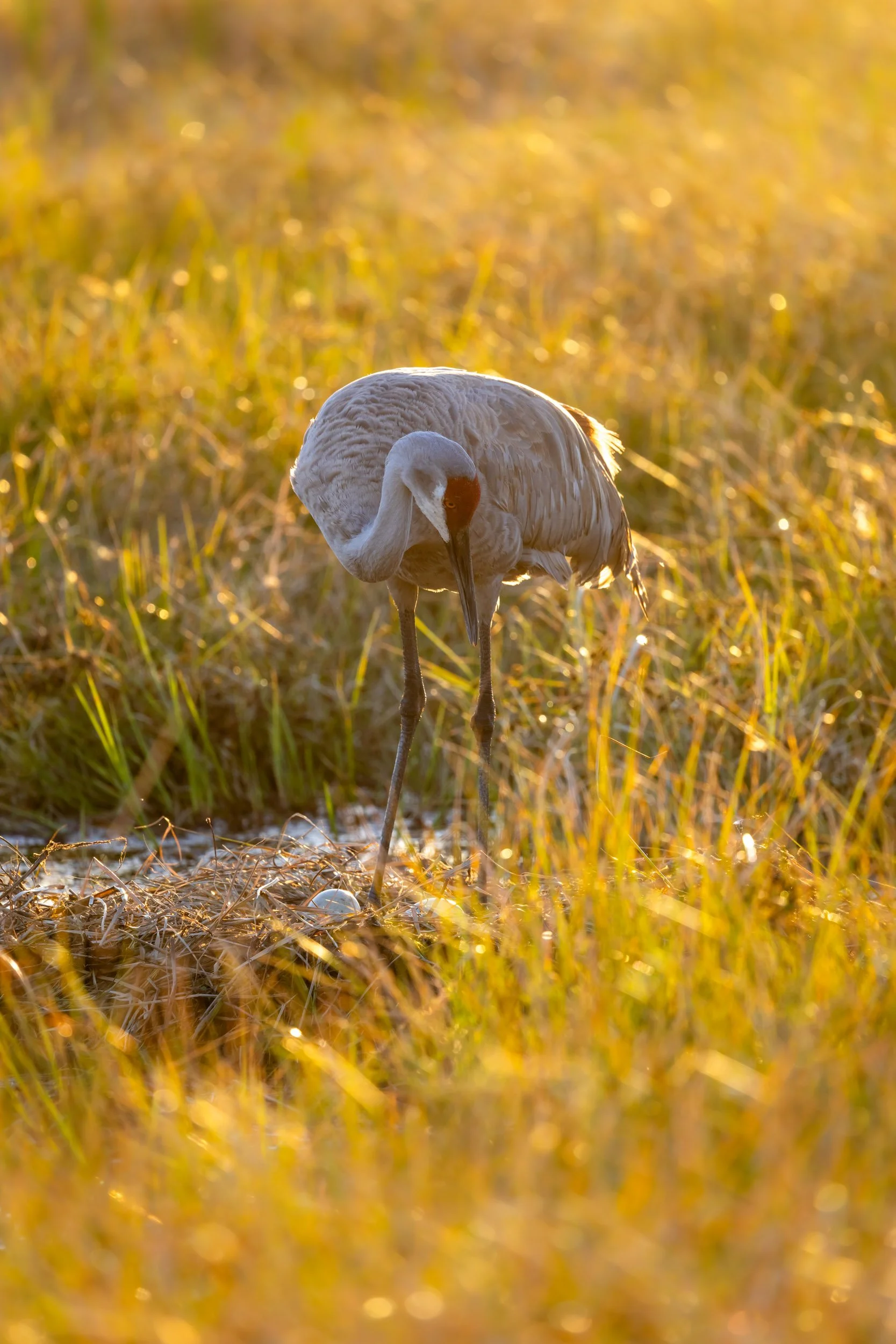 sandhill-crane-over-nest- eggs-golden-hour.jpg