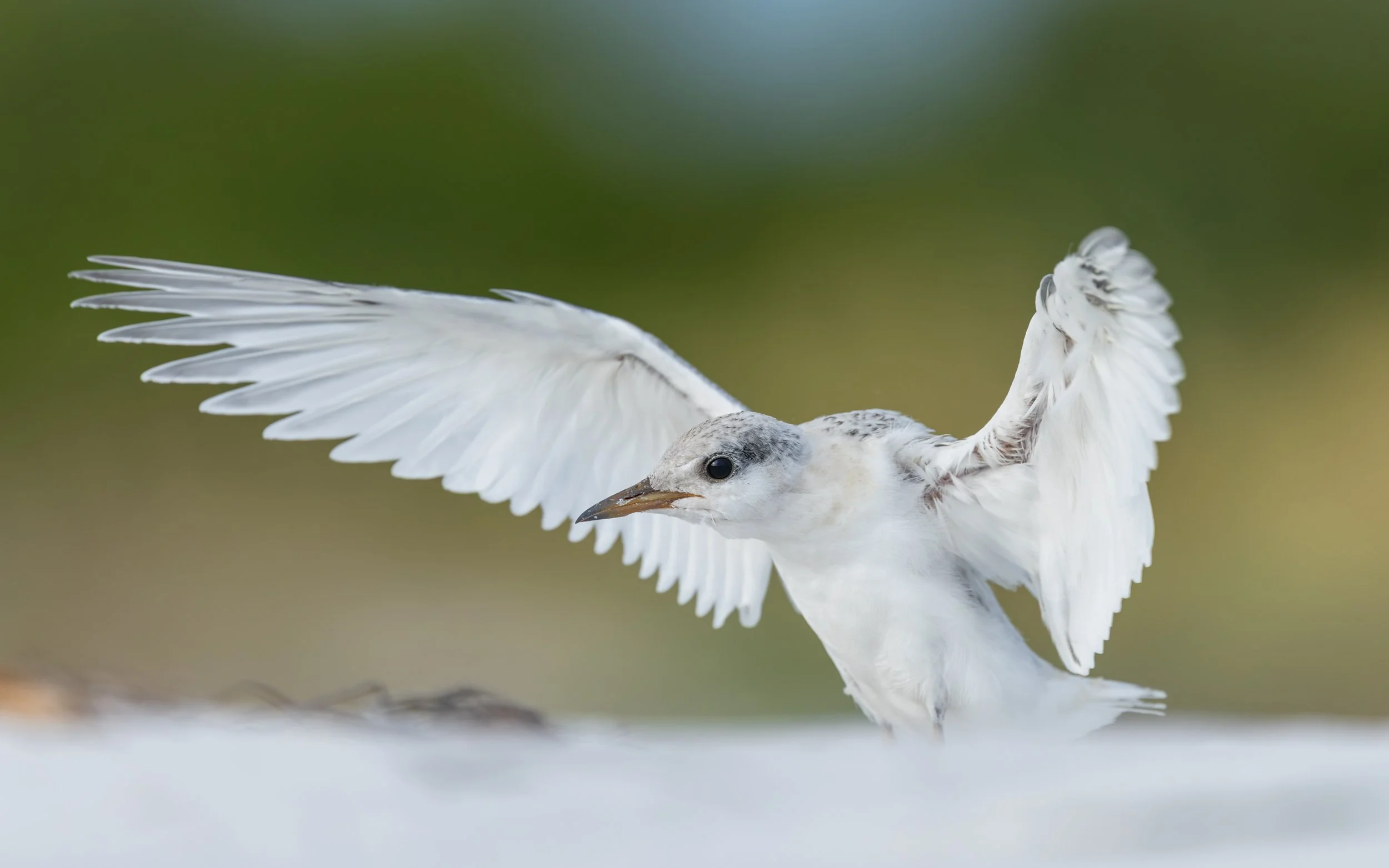 A juvenile least tern practicing its wing balance and flight posture on the sandy beach.