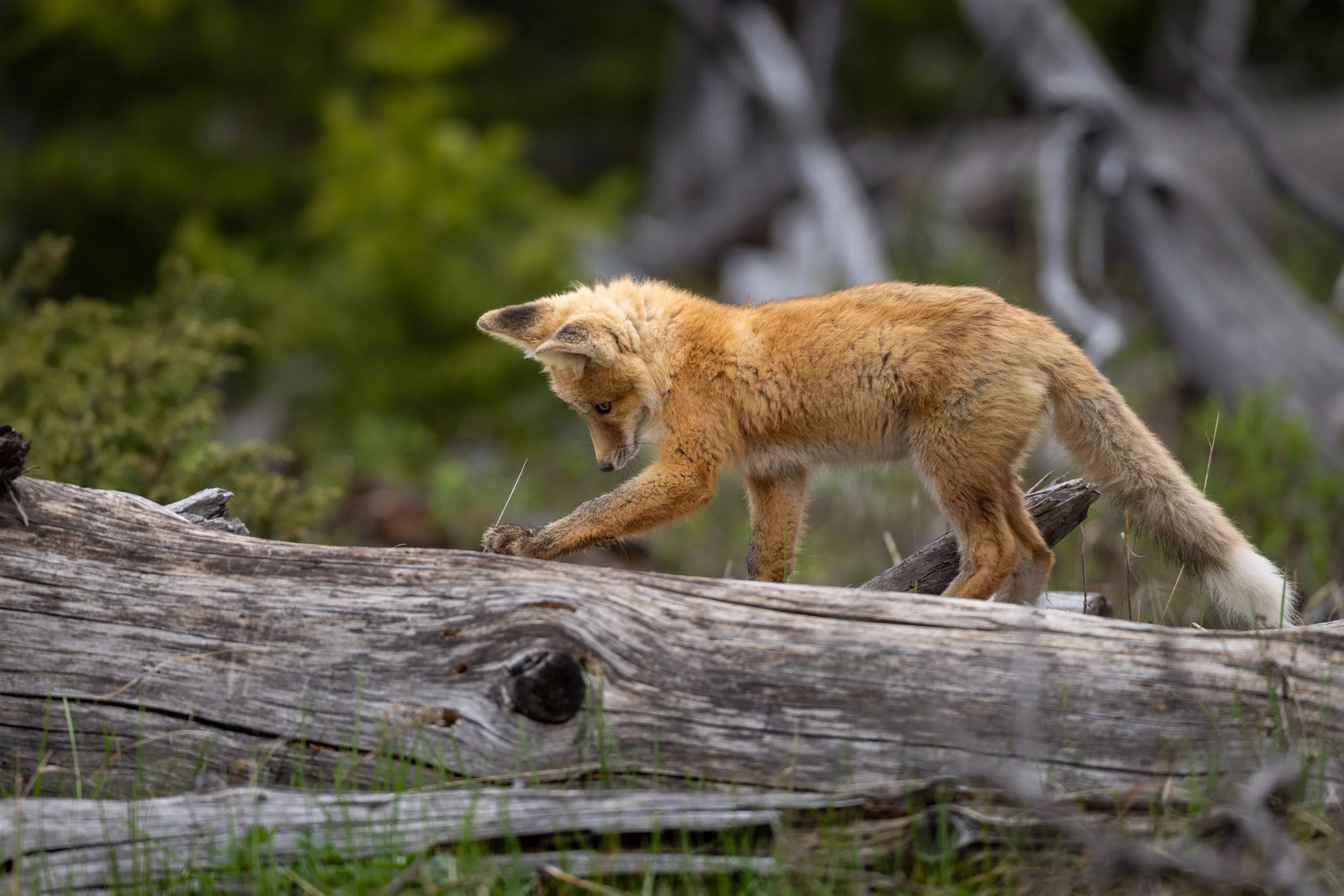 yellowstone-fox-kit-on-logs.jpg