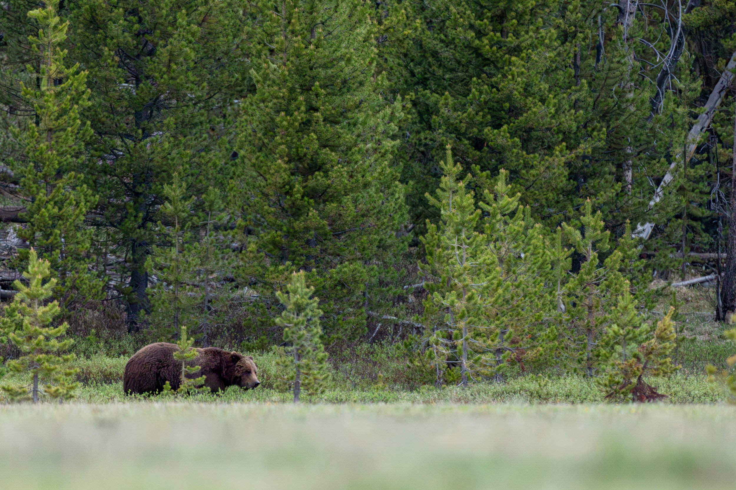 grizzly-bear-treeline-yellowstone.jpg