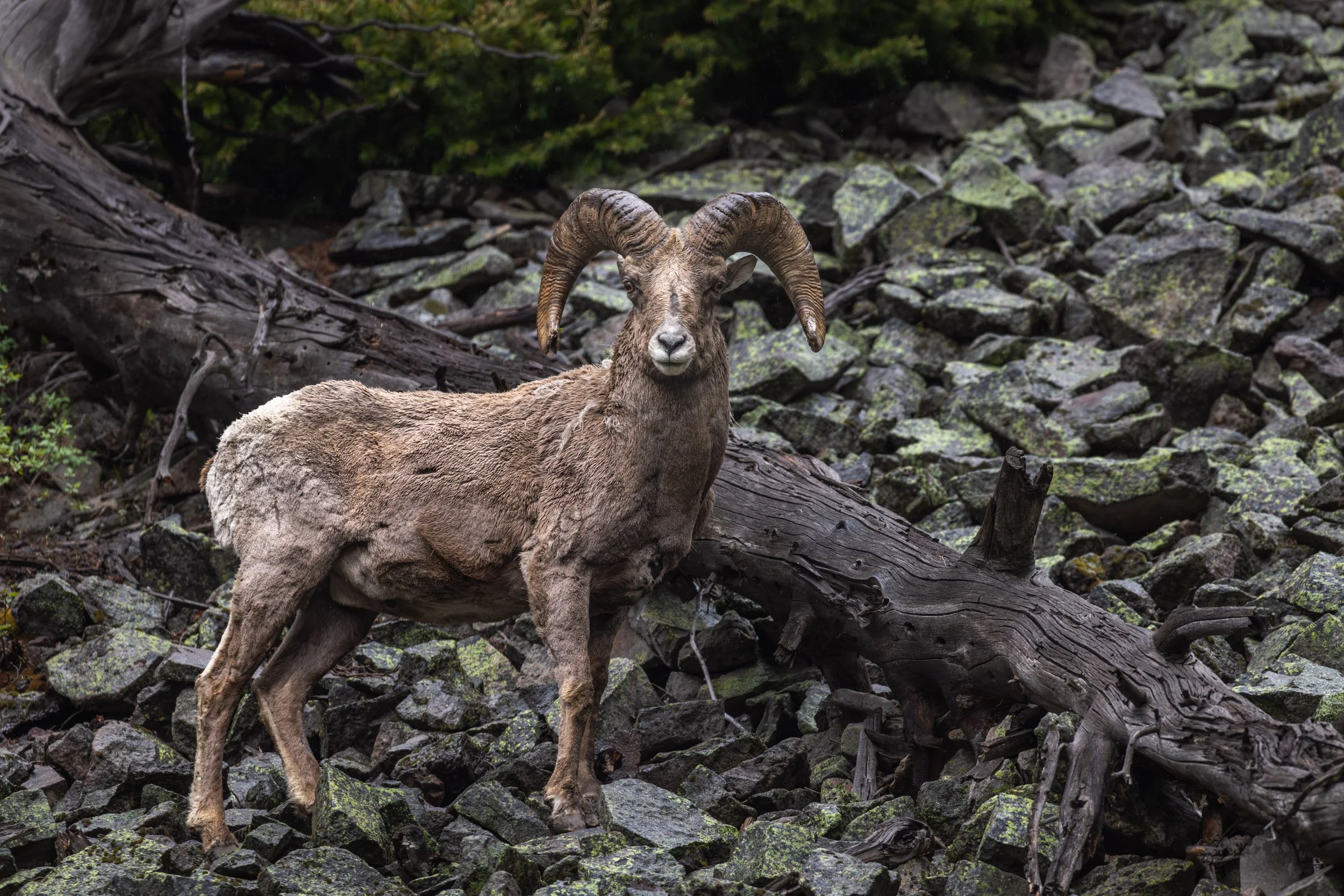 bighorn-sheep-northern-yellowstone-rocks.jpg
