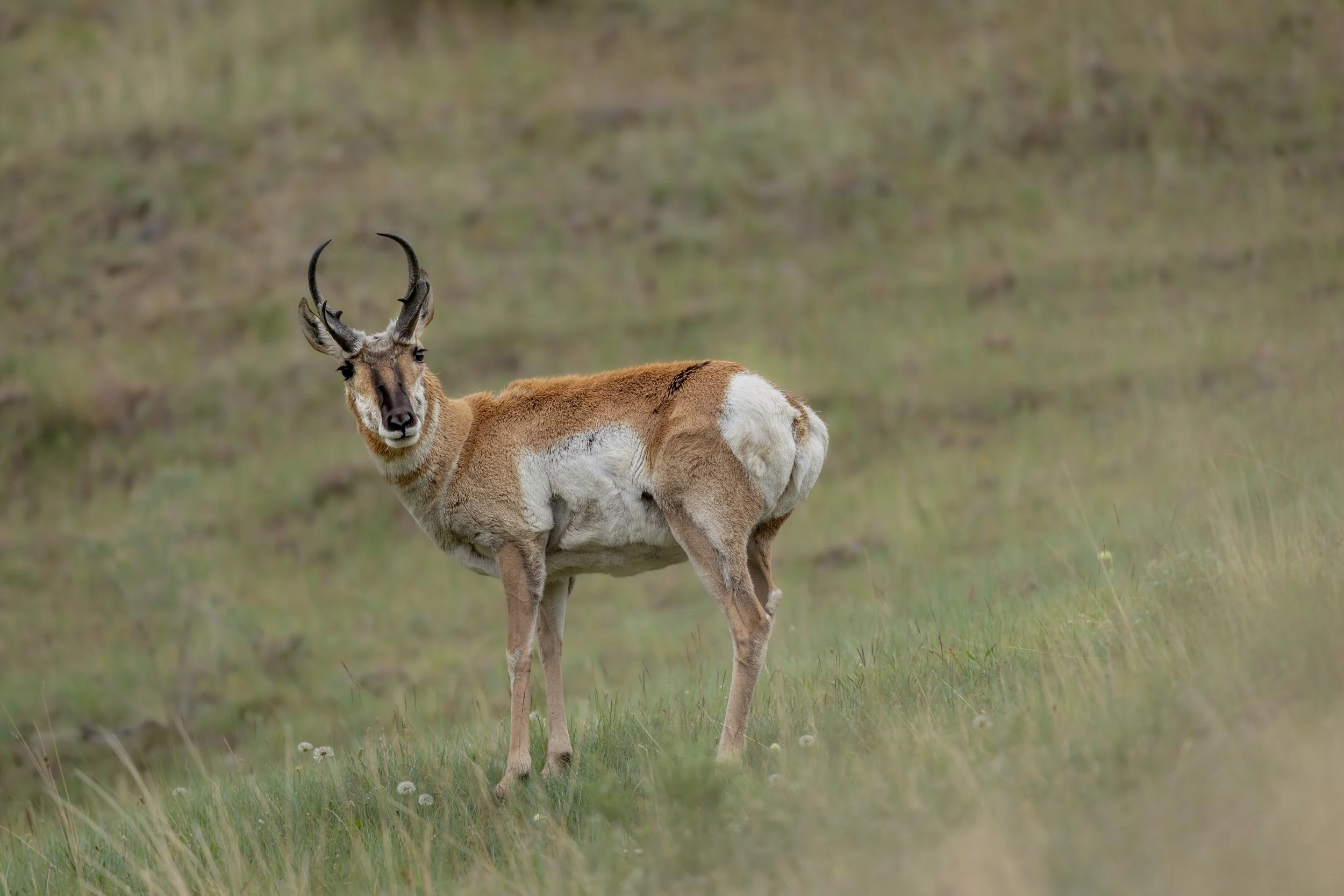 pronghorn-wildlife-yellowstone-exit.jpg