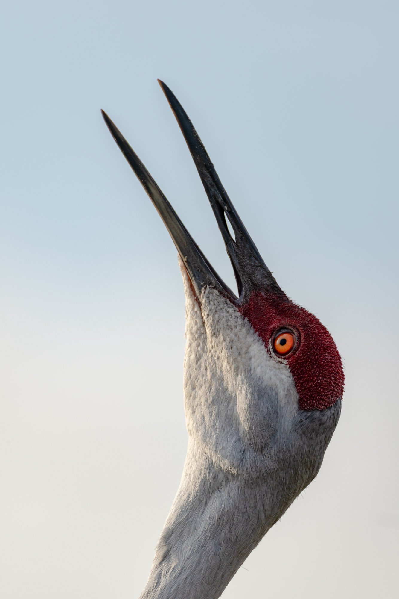 sandhill-crane-vocalizing-bugle-call.jpg
