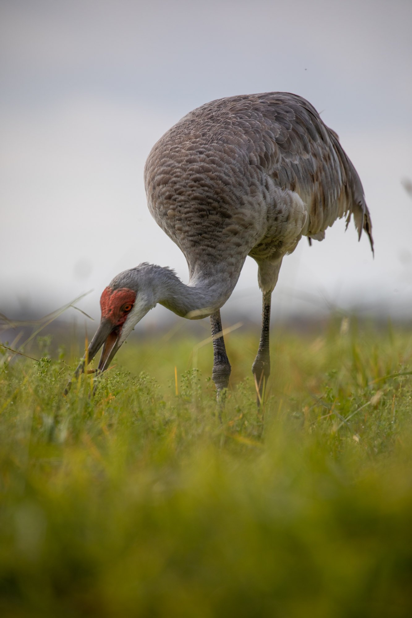 florida-sandhill-crane-probing-grass.jpg