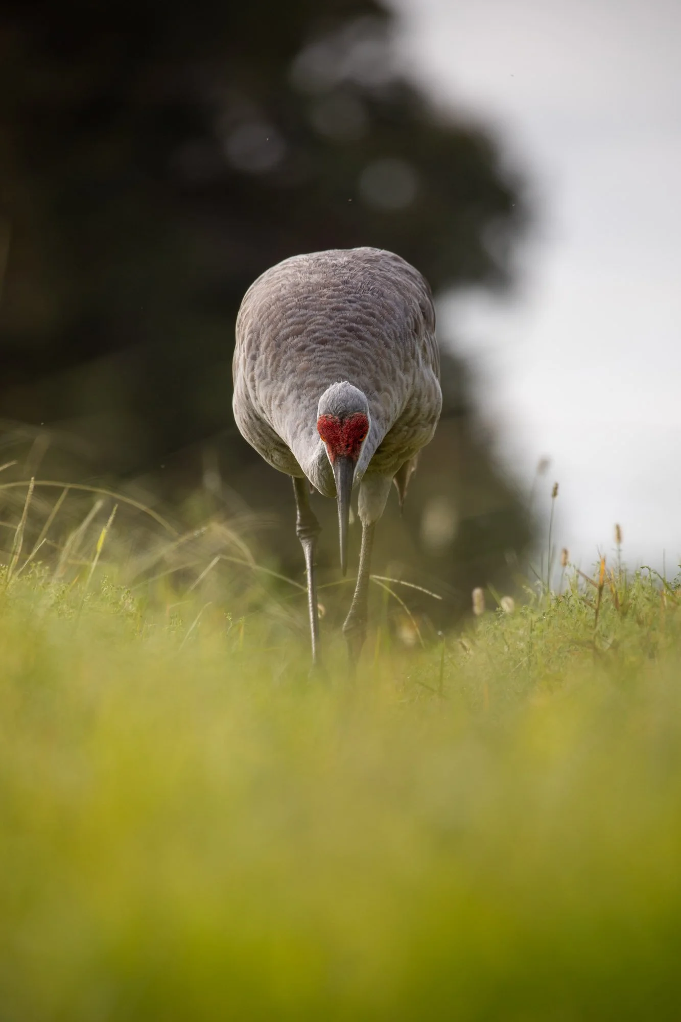 sandhill-crane-foraging-florida-wetlands.jpg