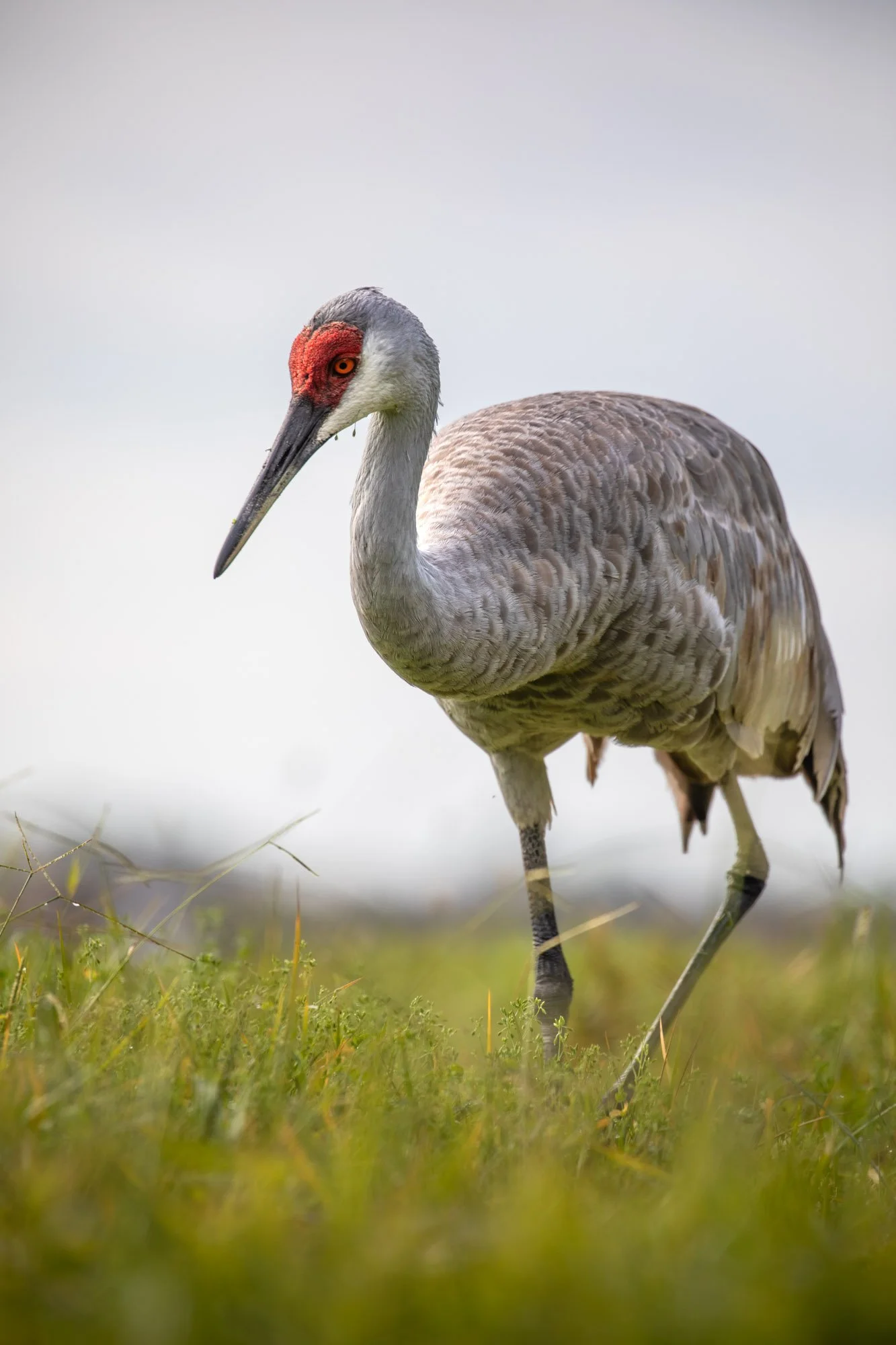 sandhill-crane-walking-profile-shot.jpg