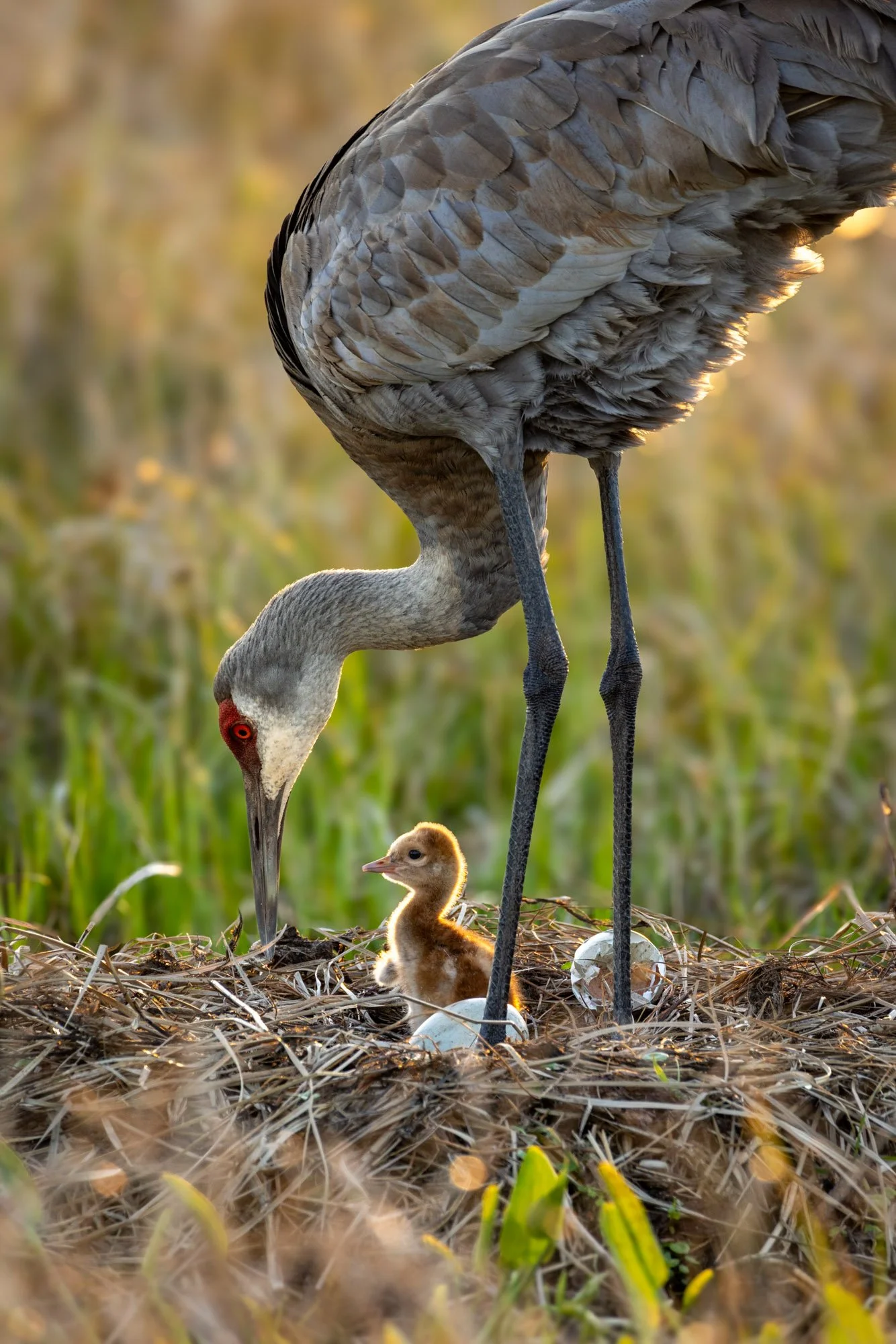 sandhill-crane-nest-with-hatched-chick.jpg